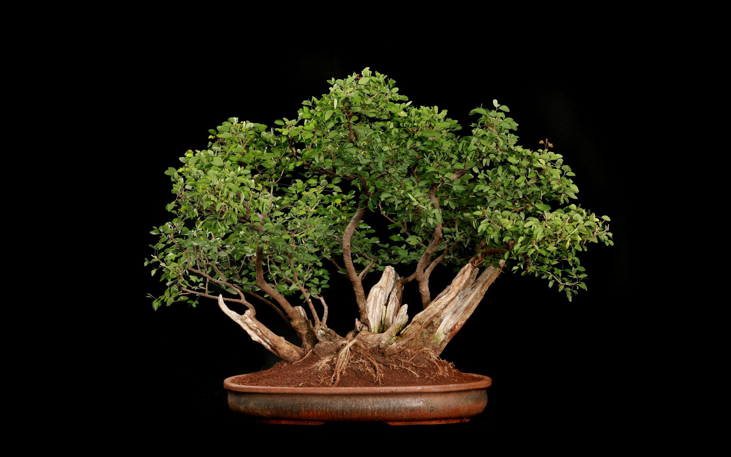 2560x1600 Tree Bonsai Tree Black leaves f wallpaperx1600