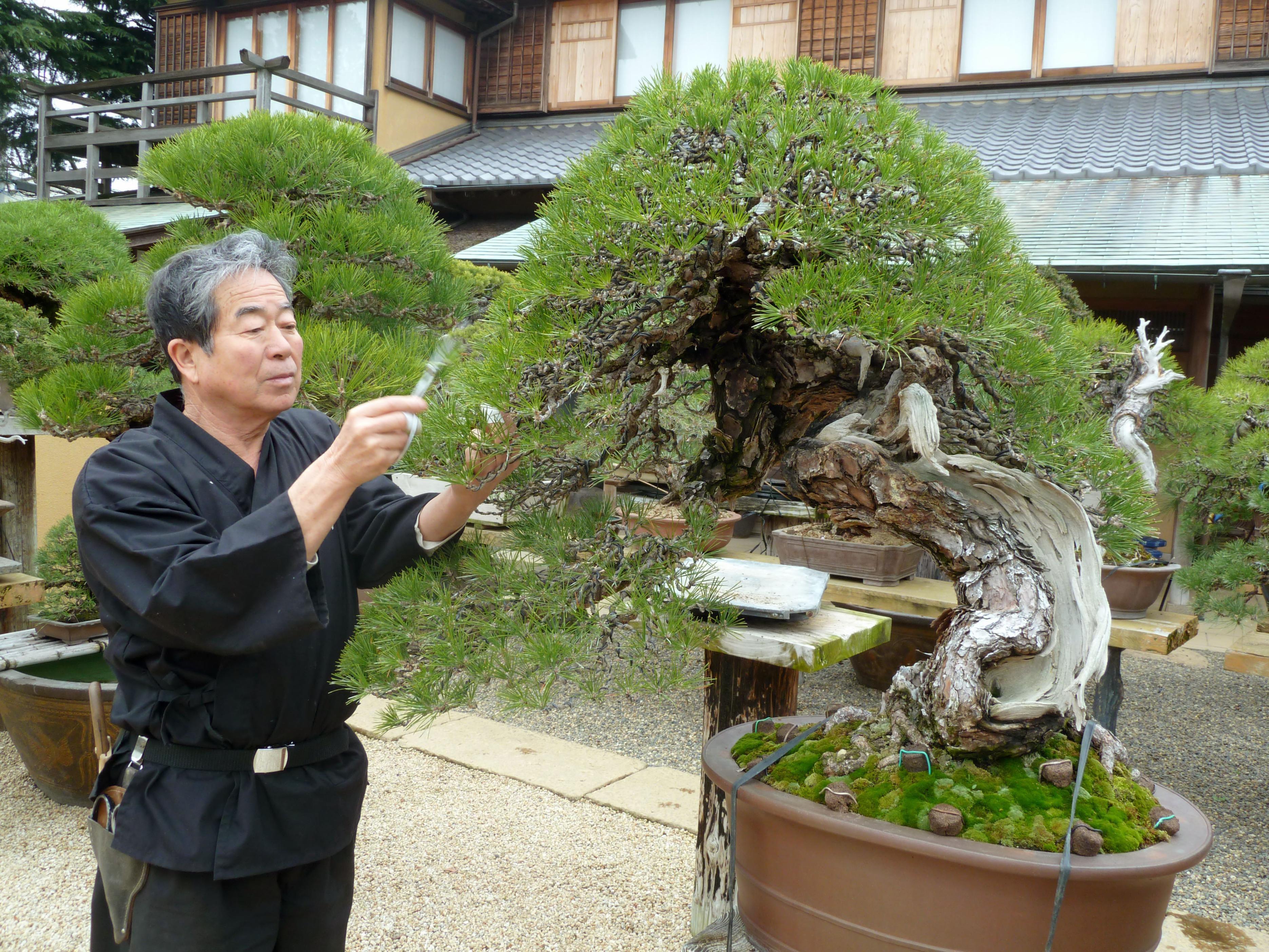 Japanese Bonsai Wallpapers - Top Free Japanese Bonsai Backgrounds 