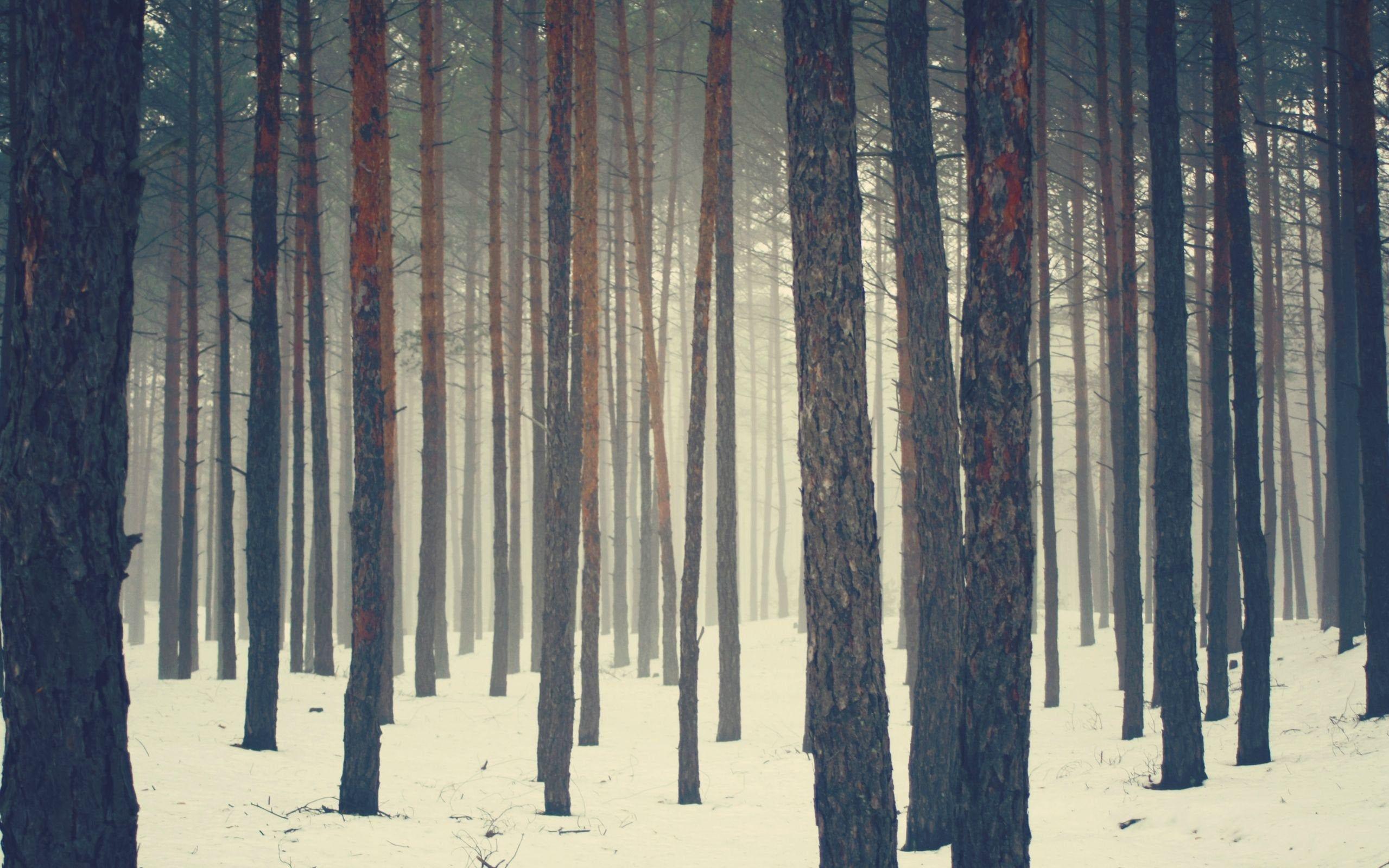 2559x1599 Cool Sweden Wallpaper