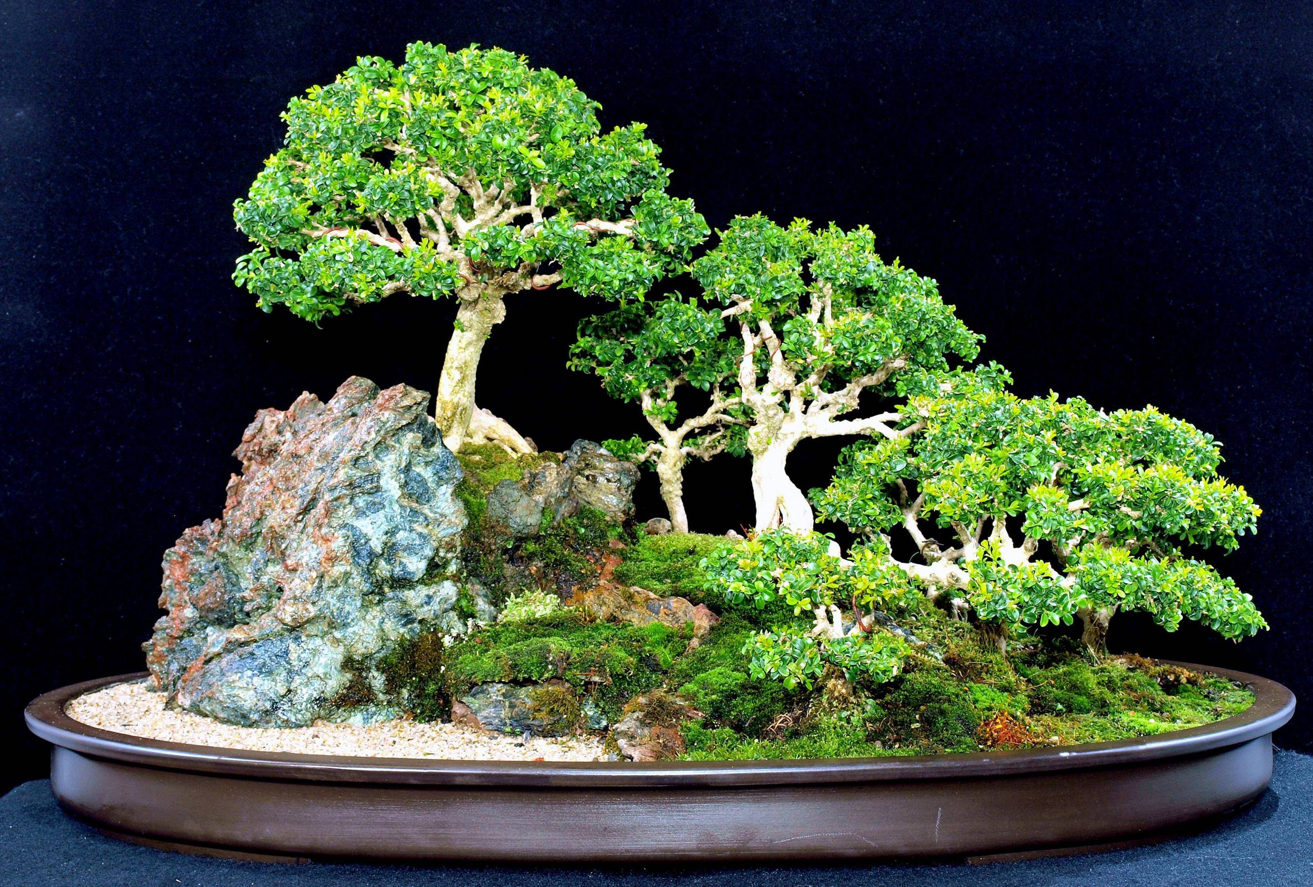 2700x1824 Bonsai Wallpaper HD Download