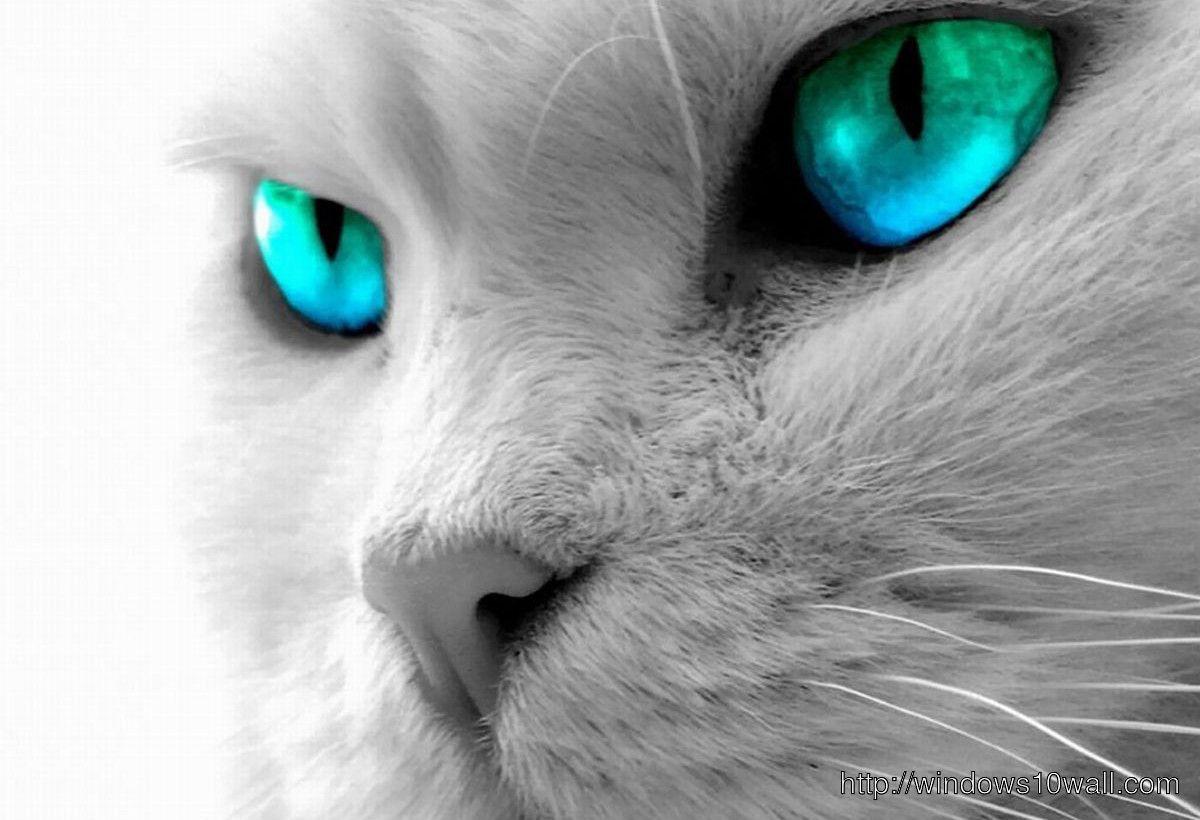 1200x820 Beautiful White Cat With Green Blue Eyes HD Cool Wallpaper 10 Wallpaper