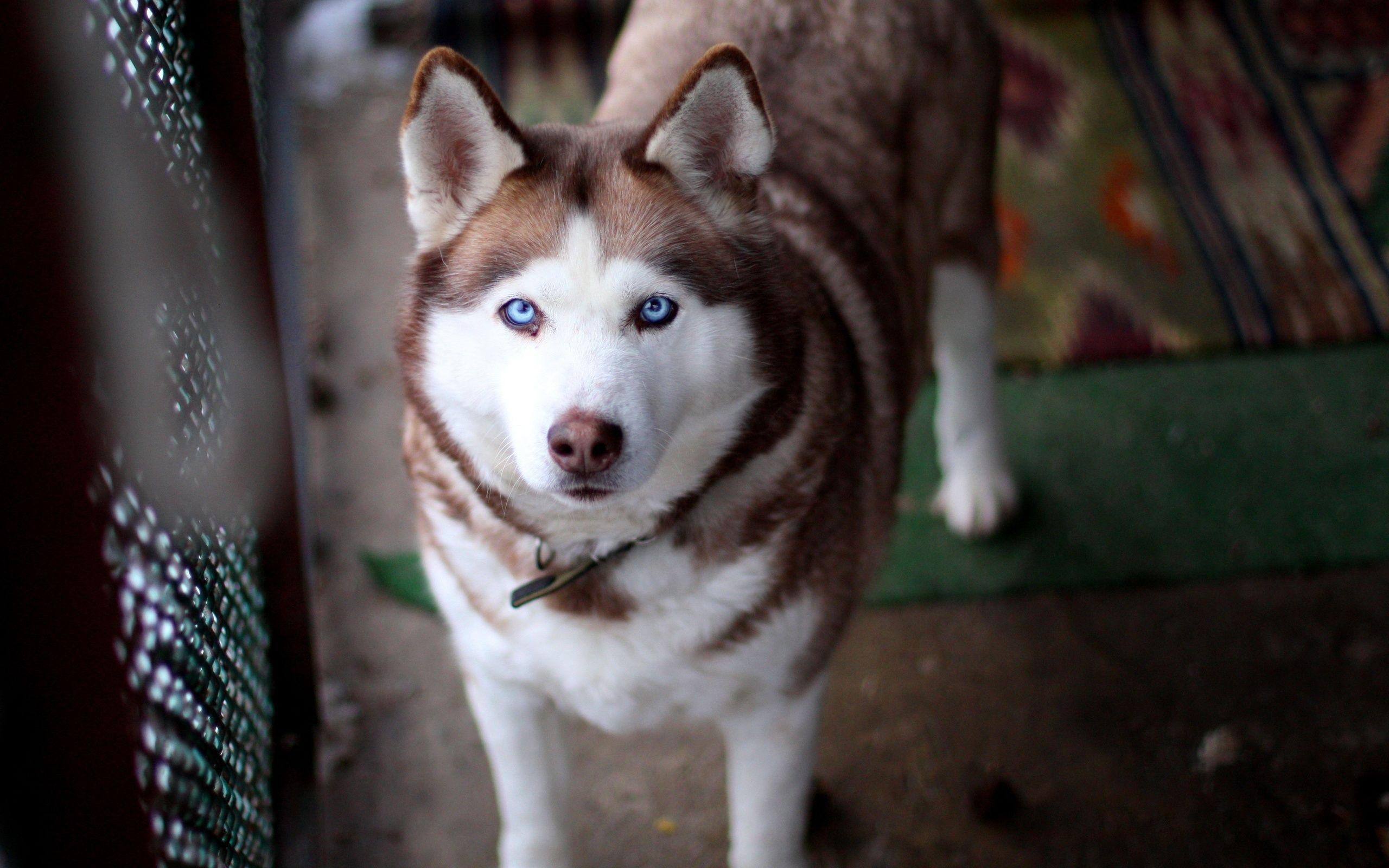 2560x1600 Husky dog blue eyes wallpaperx1600