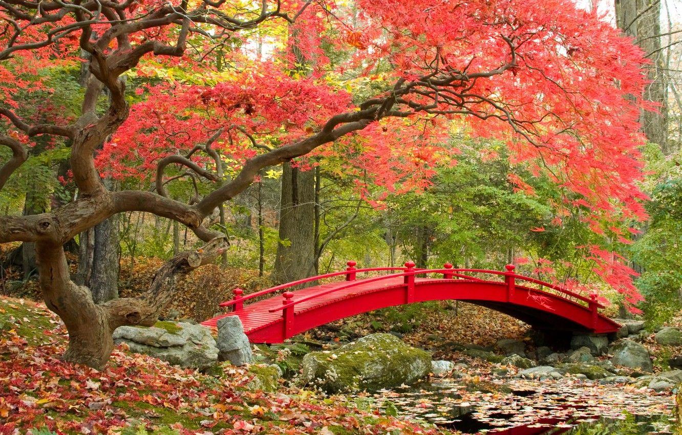 1332x850 Wallpaper autumn, bridge, Park, bridge, park, autumn, Japanese