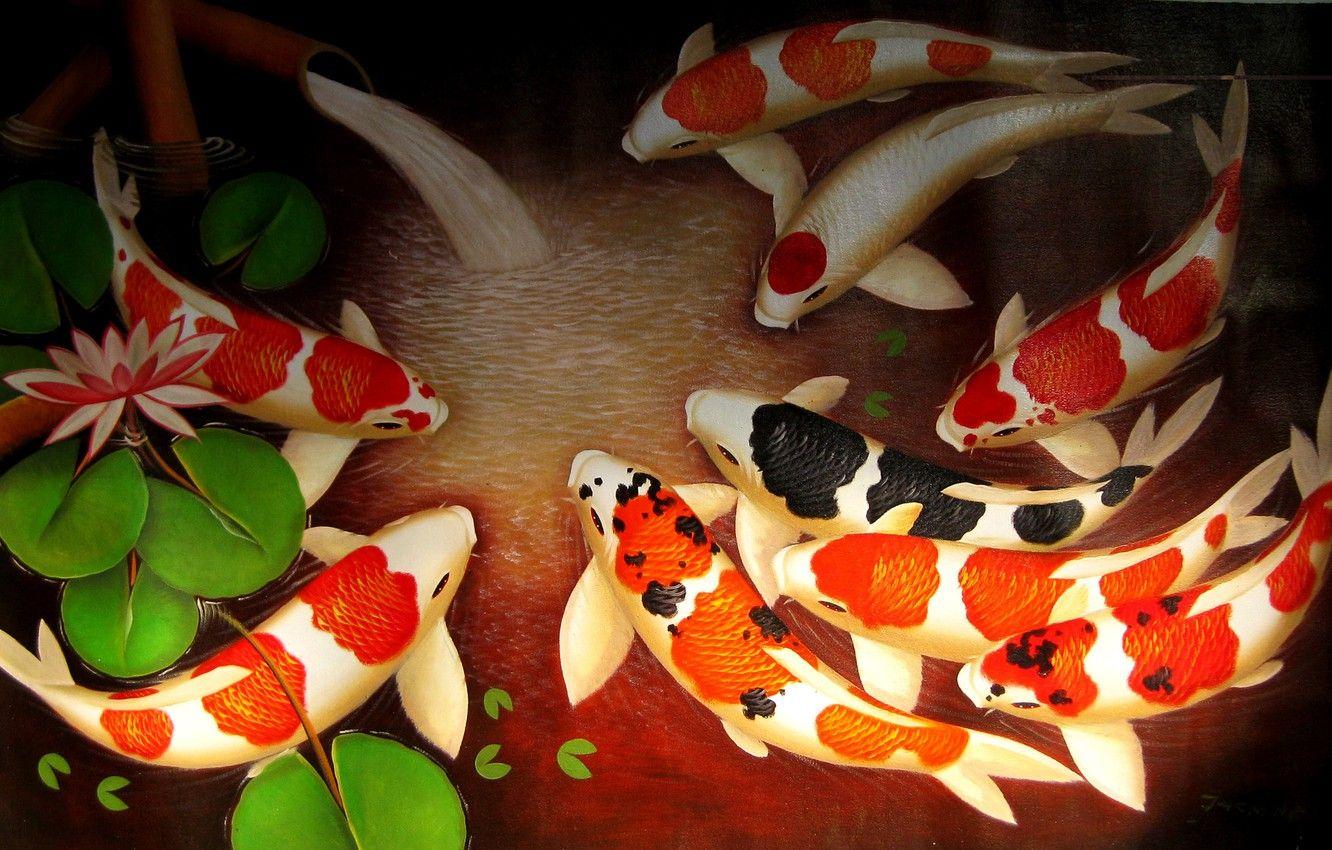1332x850 Wallpaper water, fish, art, Lotus, goldfish, spring, koi, koi fish image for desktop, section живопись