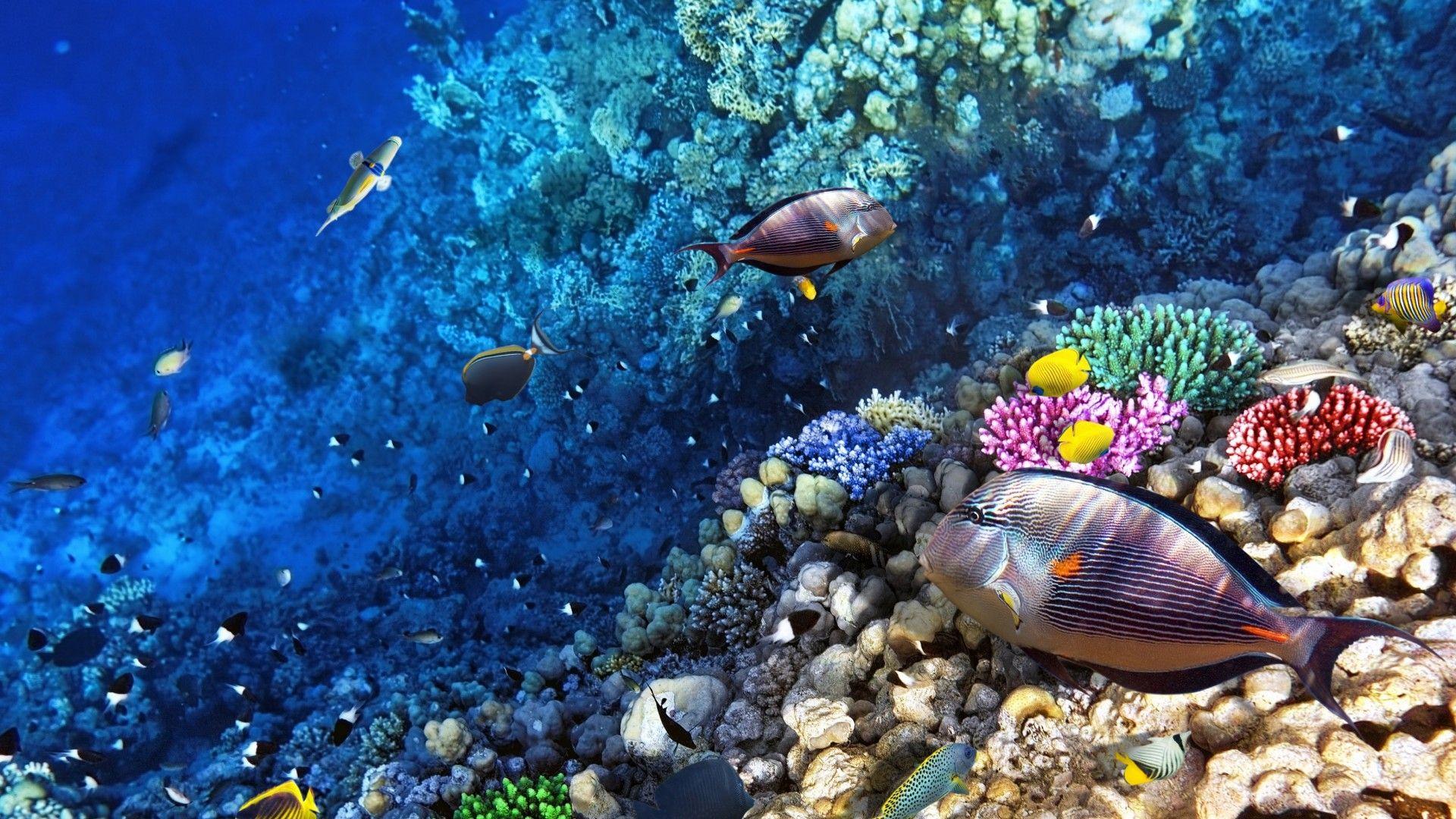1920x1080 Ocean Seabed Reef Exotic Marine Fish Desktop Wallpaper Background