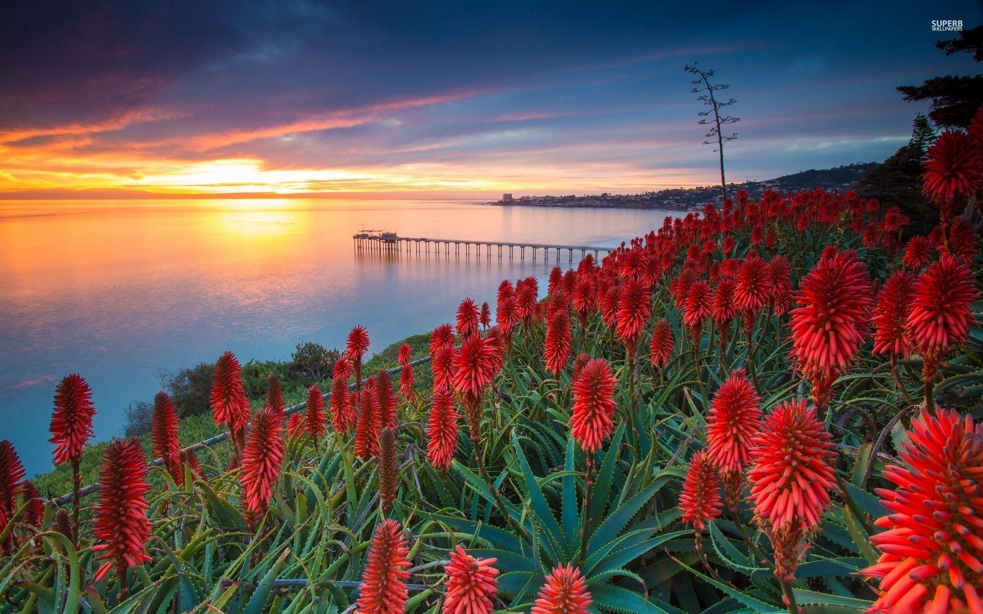 1920x1200 Sunset over exotic flowers wallpaper. Nature. Exotic