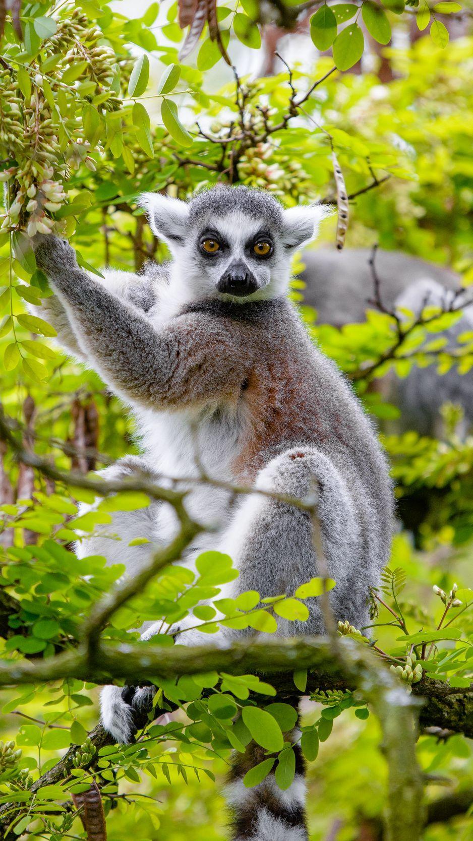 938x1668 Download wallpaper 938x1668 lemur, tree, branches, animal