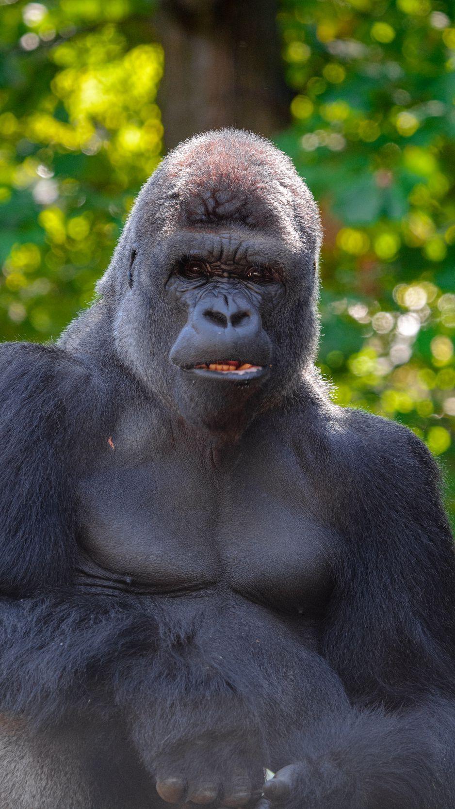 938x1668 Download wallpaper 938x1668 gorilla, black, primate, glance