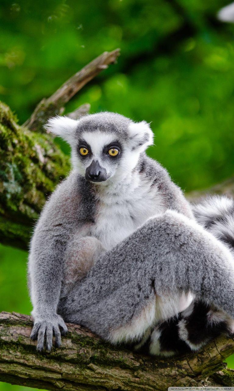 768x1280 Ring Tailed Lemur in Tree Ultra HD Desktop Background Wallpaper