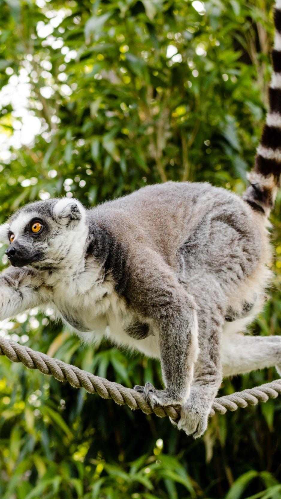 938x1668 Download Wallpaper 938x1668 Ring Tailed Lemur, Lemur, Katta Iphone