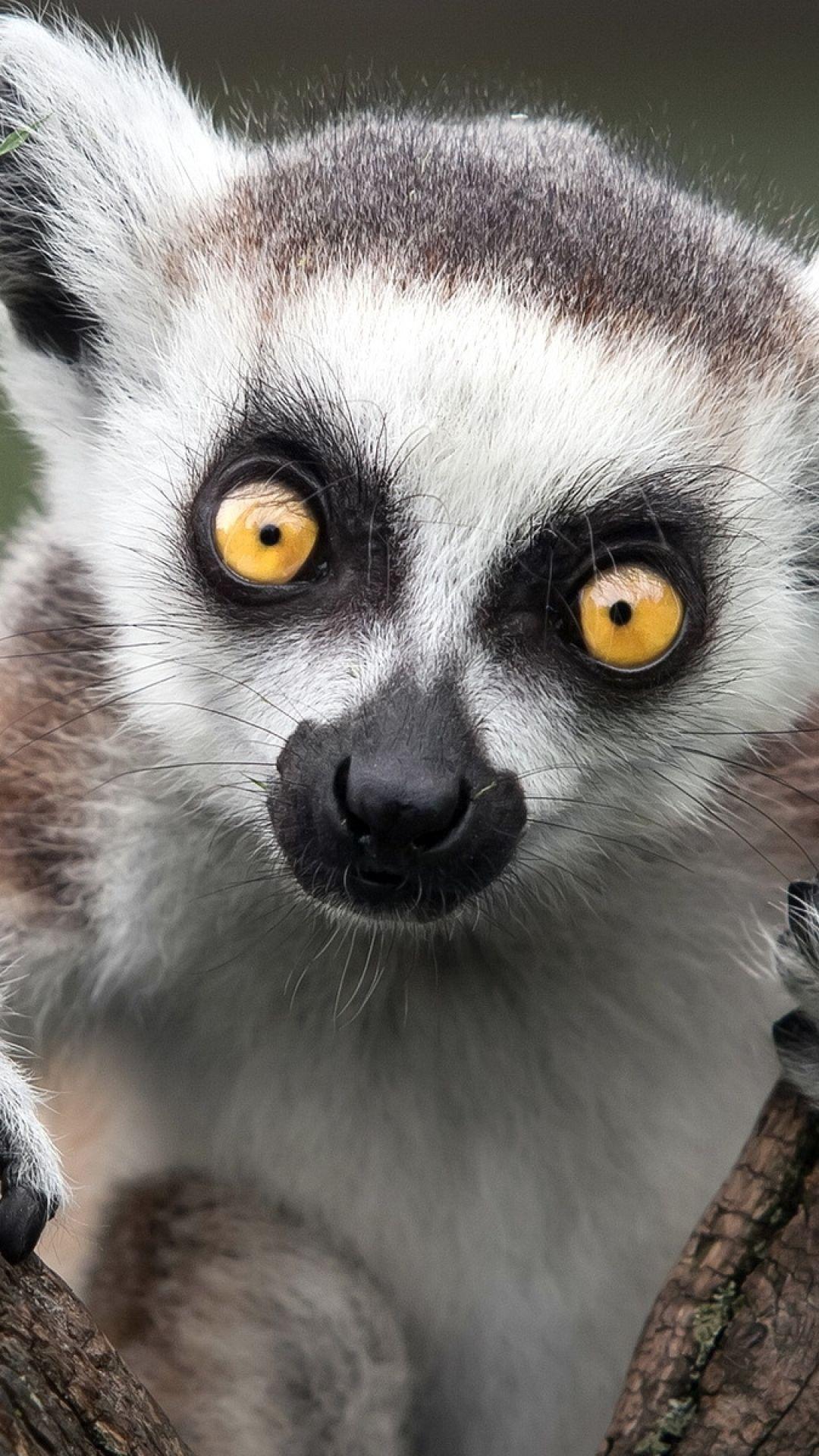 1080x1920 Lemur Wallpaper. Lemur Wallpaper, Lemur