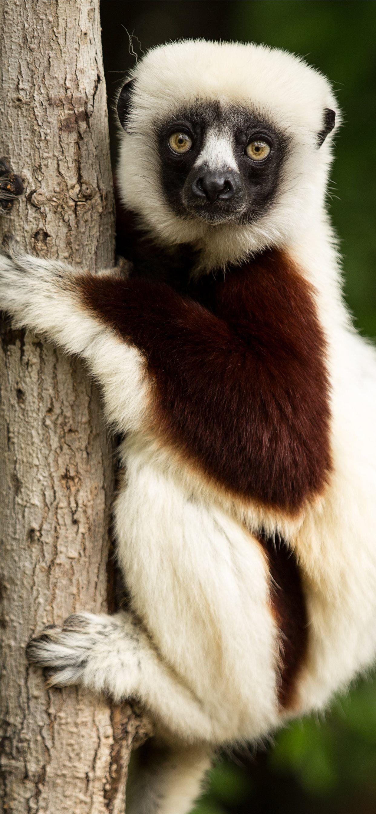 1242x2688 lemur coquerels sifaka sifaka madagascar and backg. iPhone