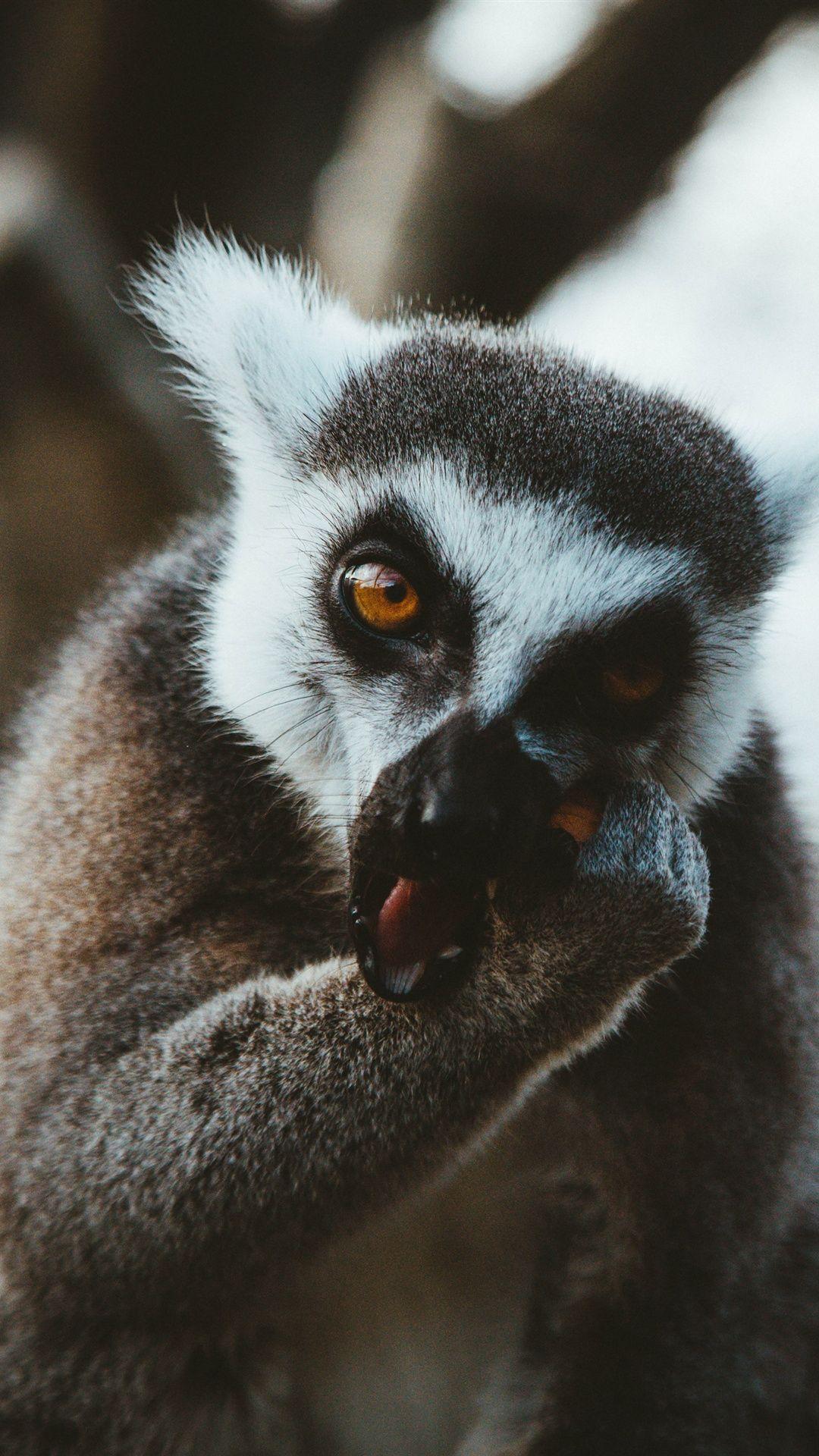 1080x1920 Lemur eat food iPhone X 3GS wallpaper download
