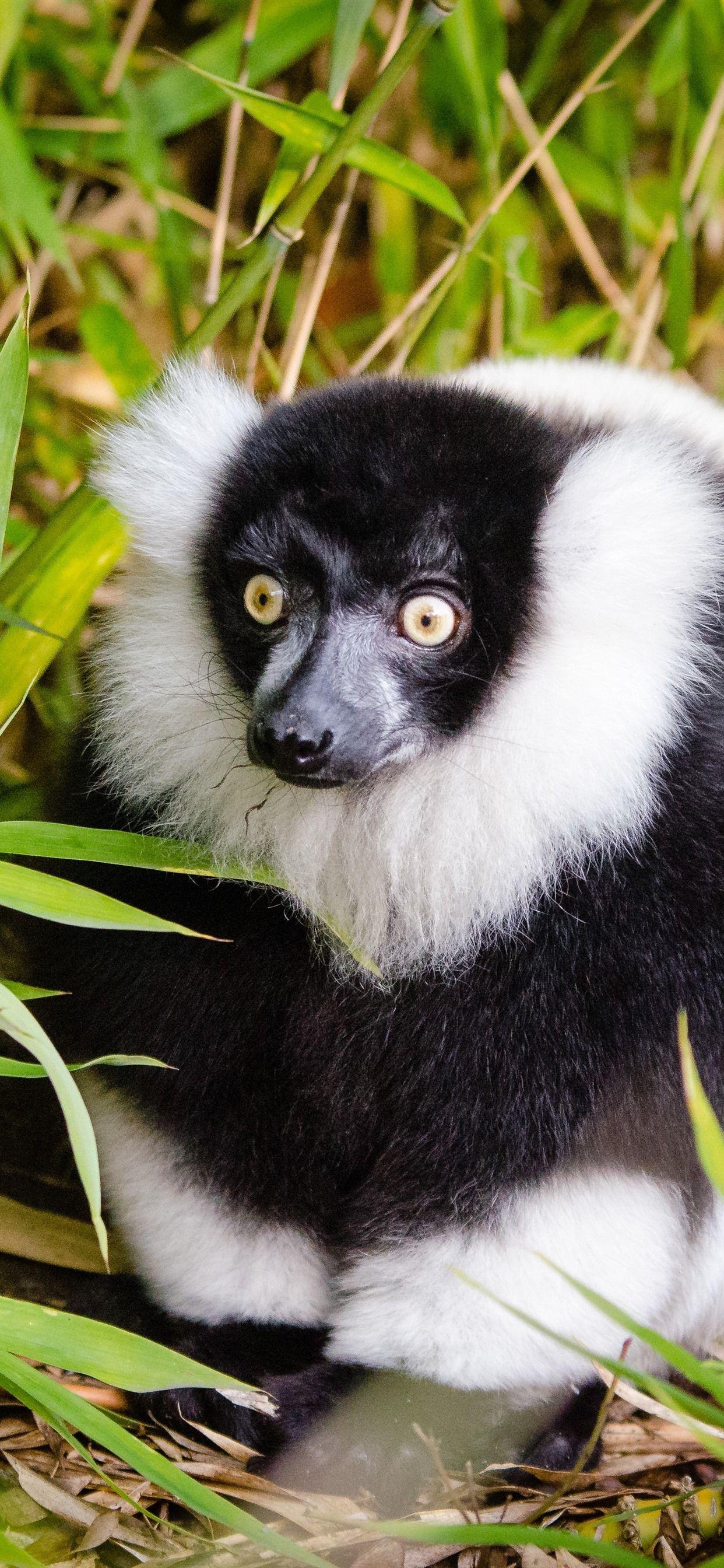 1242x2688 Lemur, White And Black, Bamboo 1242x2688 IPhone 11 Pro XS Max