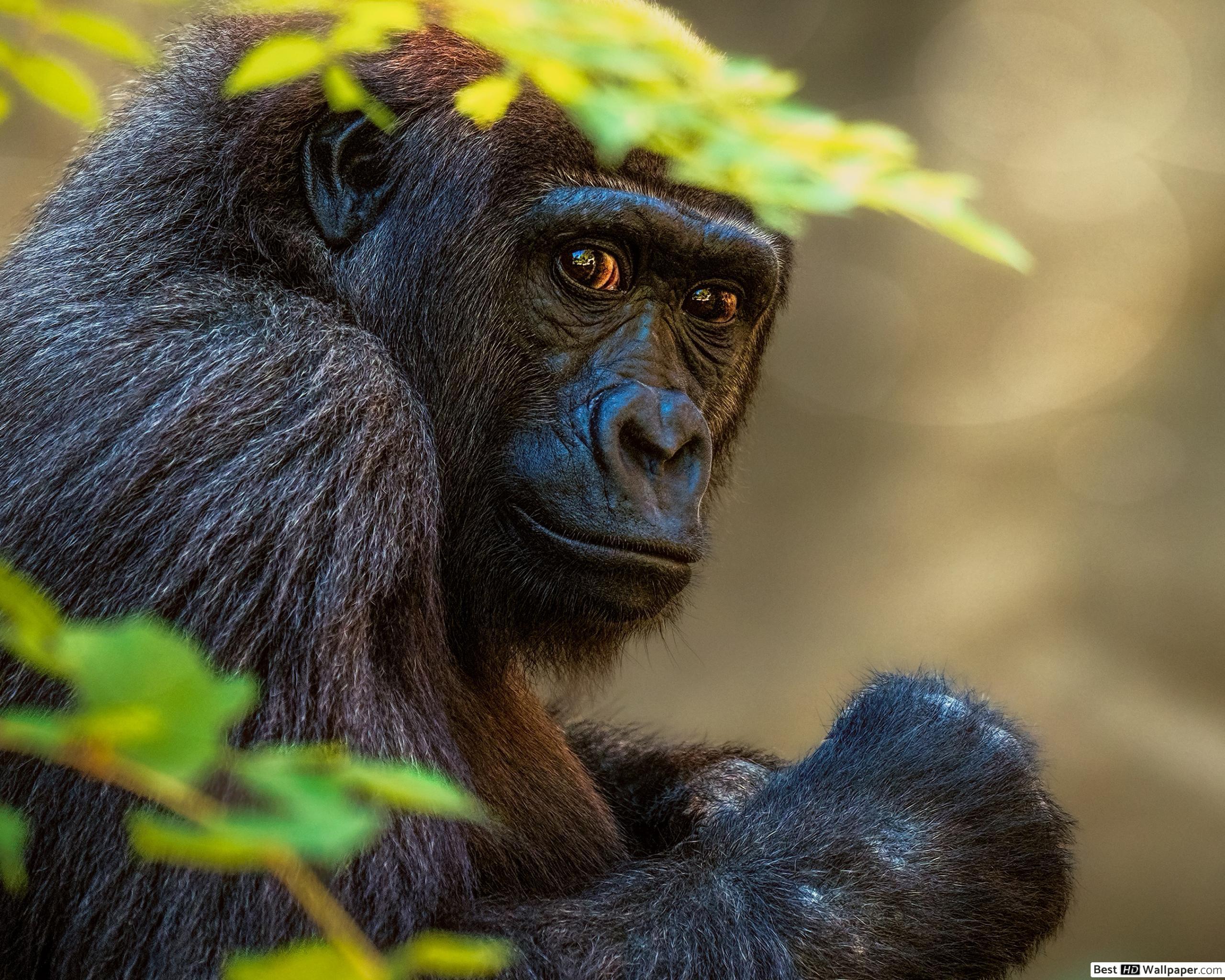 2560x2048 Gorilla HD wallpaper download