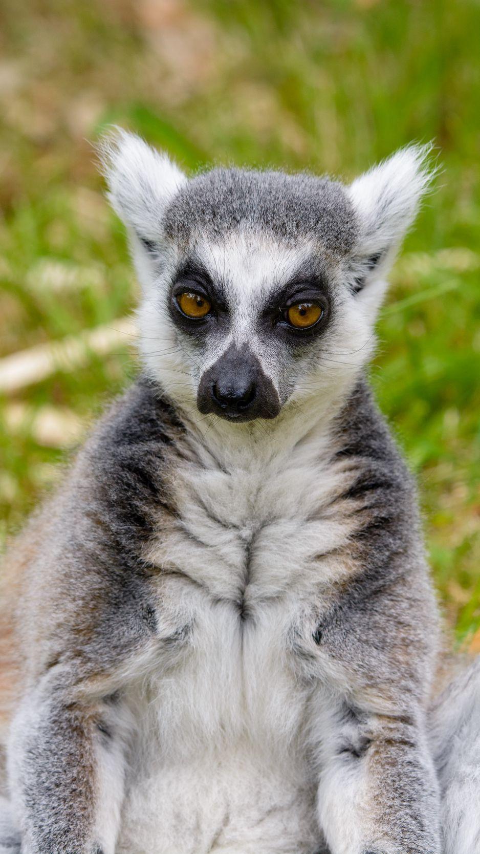 938x1668 Download Wallpaper 938x1668 Lemur, Look, Pensive Iphone 8 7 6s 6