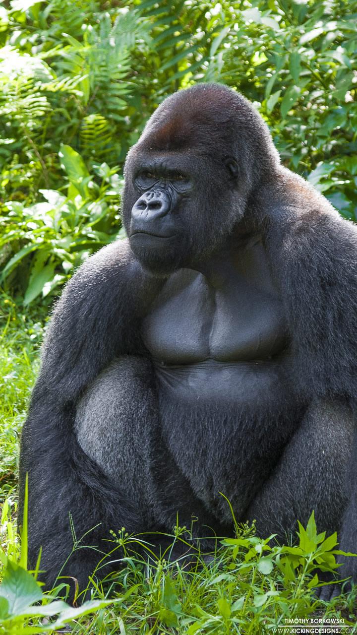 720x1280 Gorilla 9 28 2014 Wallpaper Background