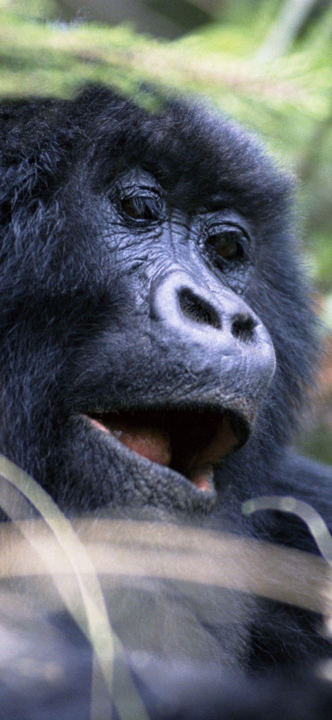 1125x2436 Gorilla, Face, Wildlife 1125x2436 IPhone 11 Pro XS X Wallpaper