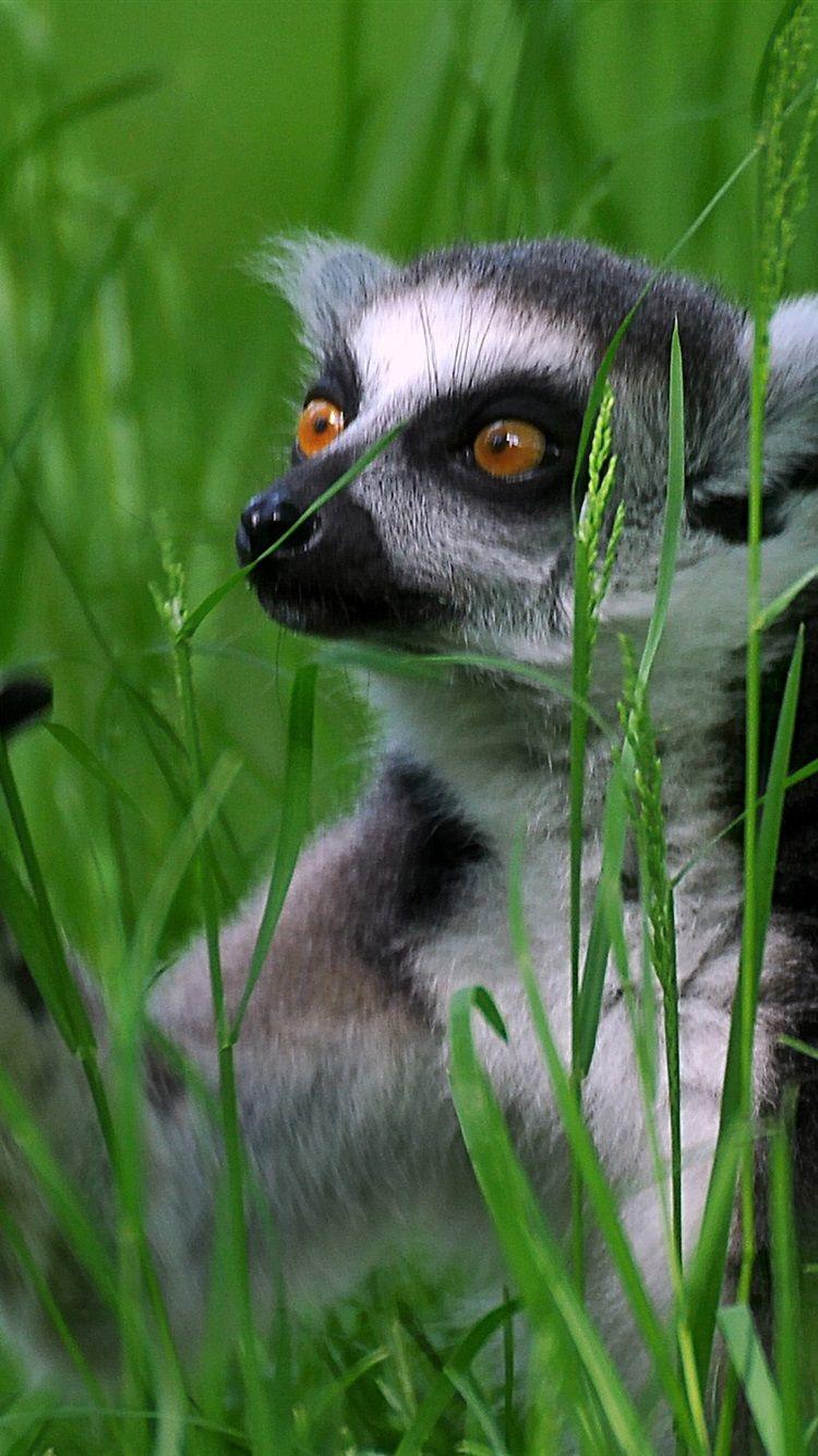 750x1334 Grass, Lemur 750x1334 IPhone 8 7 6 6S Wallpaper, Background