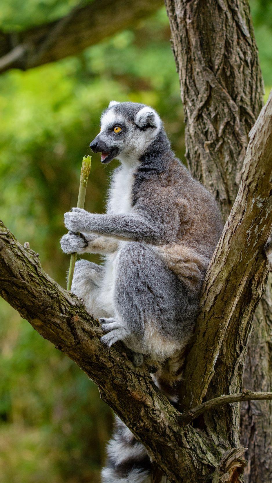 938x1668 Download wallpaper 938x1668 lemur, food, tree, snack, rest iphone