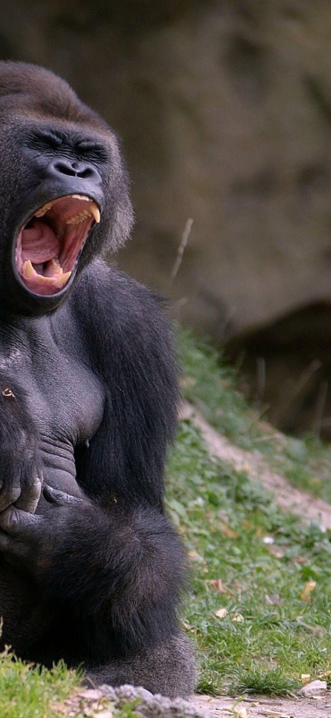 1125x2436 gorilla, black, monkey iPhone XS, iPhone iPhone X
