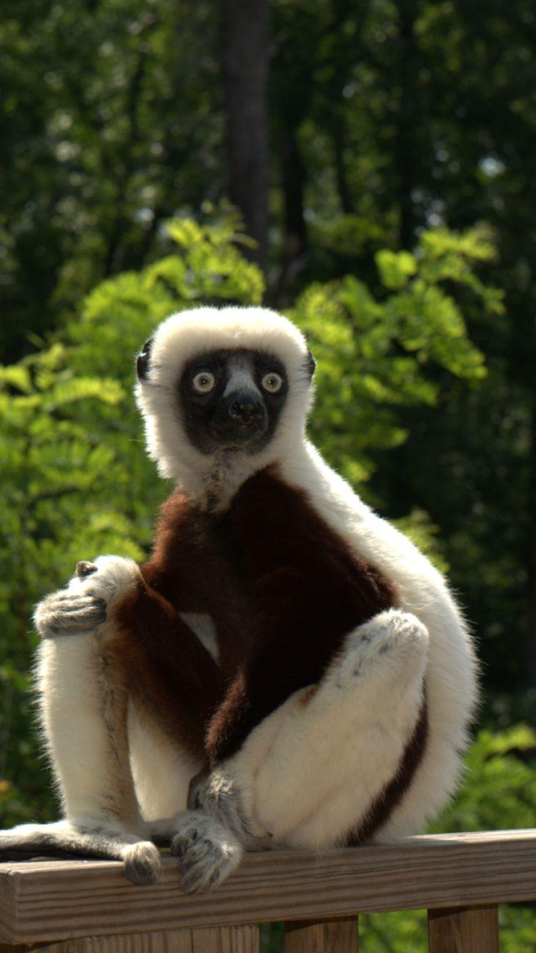 750x1334 zoboomafoo, lemur iPhone iPhone 6S, iPhone 7