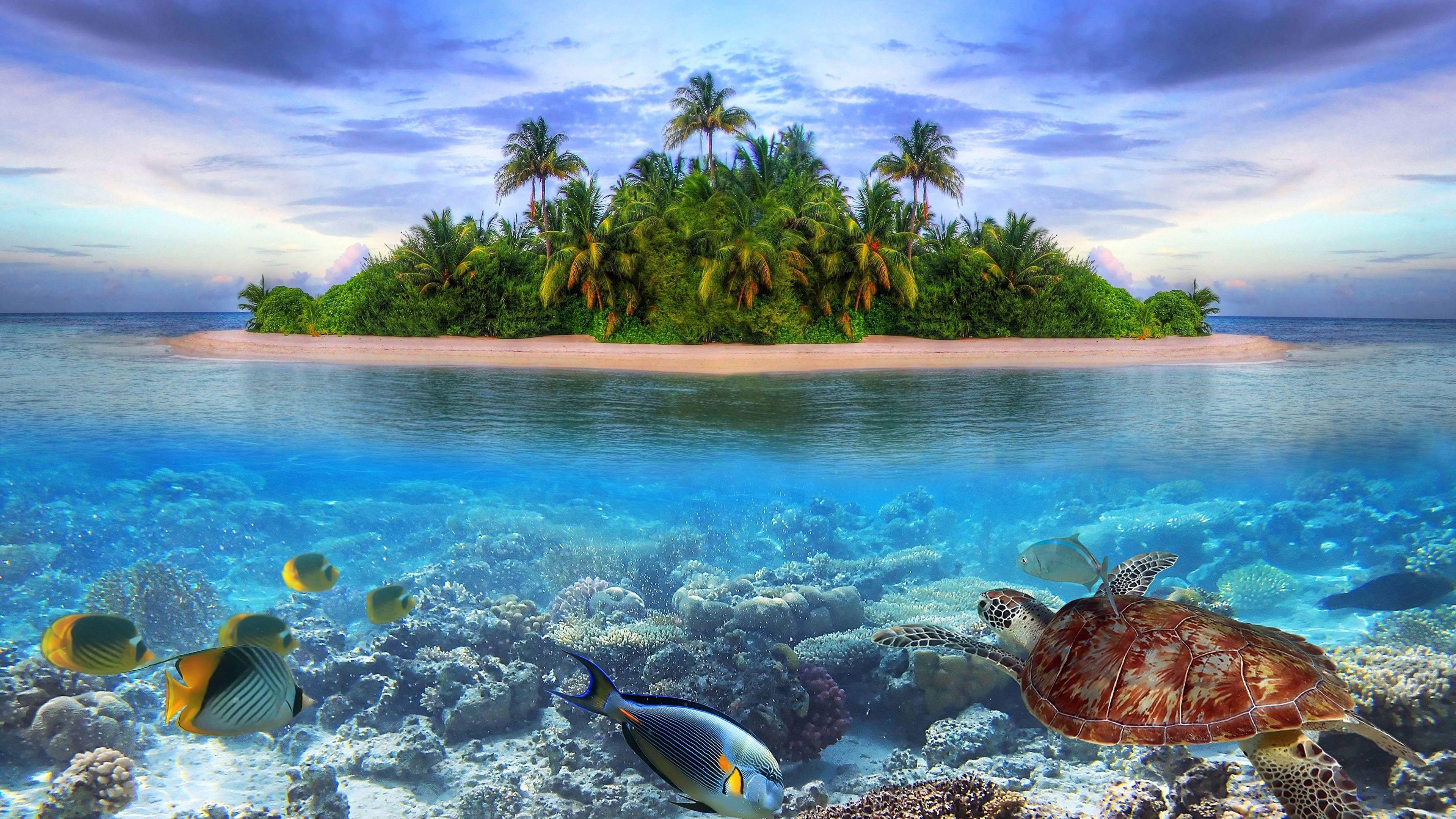 3840x2160 Free download Marine life Tropical island Ultra HD 4k Wallpaper HD