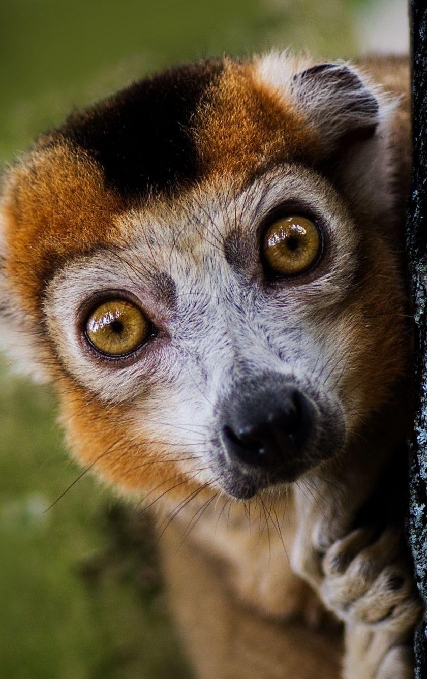 840x1336 Download 840x1336 Wallpaper Ring Tailed Lemur, Animal, Wildlife