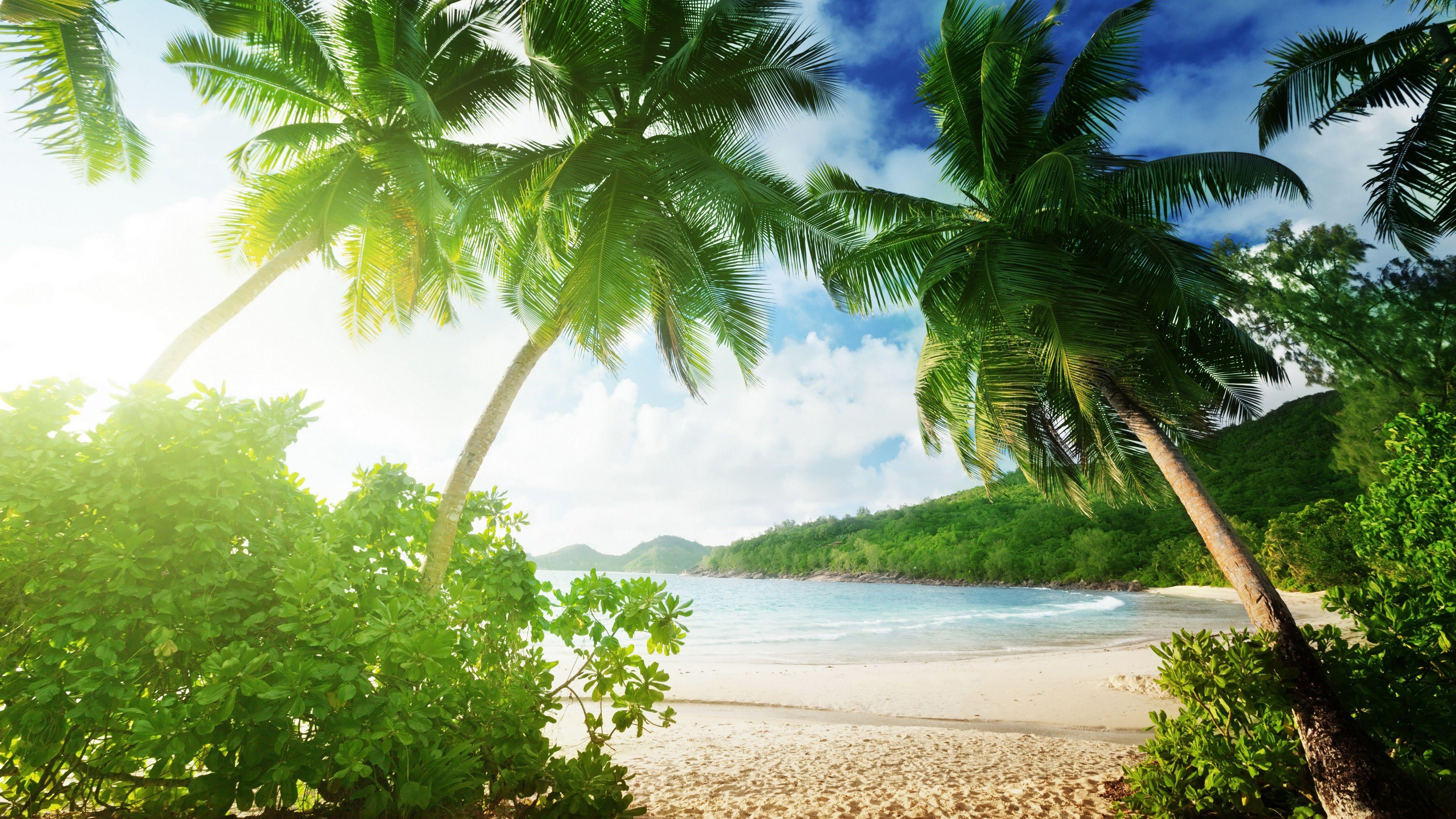 4K Tropical Wallpapers - Top Free 4K Tropical Backgrounds - WallpaperAccess