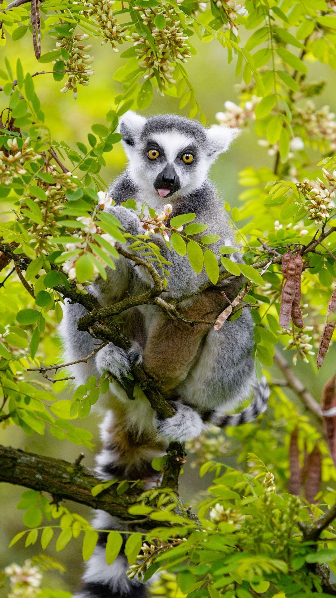 1080x1920 Funny Lemur on the Tree Wallpaper