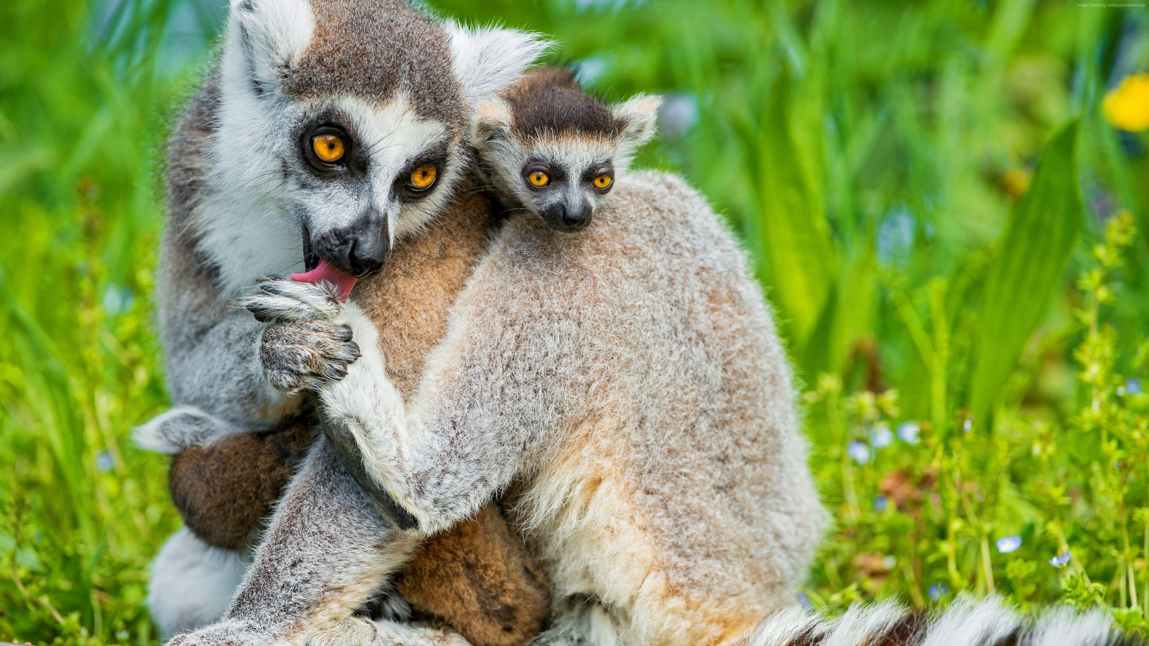 3840x2160 Wallpaper Lemurs, lemur, animals, Cute animals, summer, Animals Wallpaper Download Resolution 4K Wallpaper
