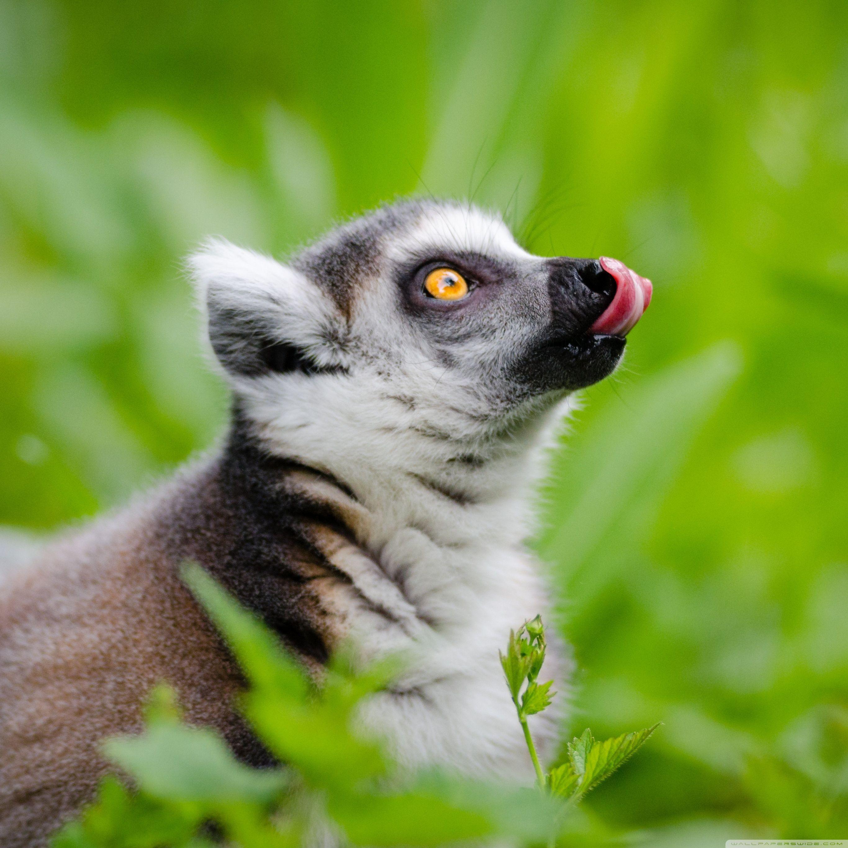 2732x2732 Ring Tailed Lemurs Tongue Out Ultra HD Desktop Background
