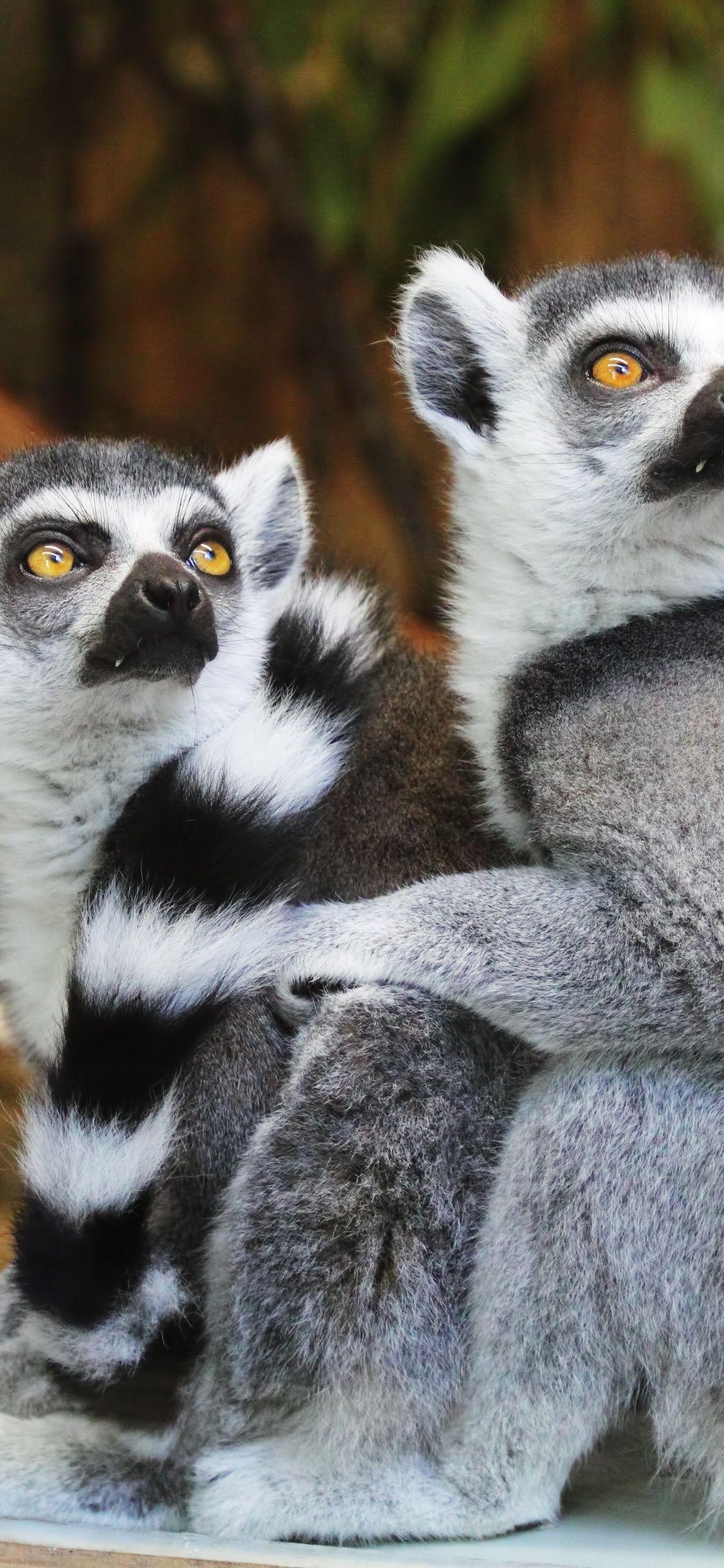 1125x2436 Lemurs iPhone XS, iPhone iPhone X HD 4k Wallpaper