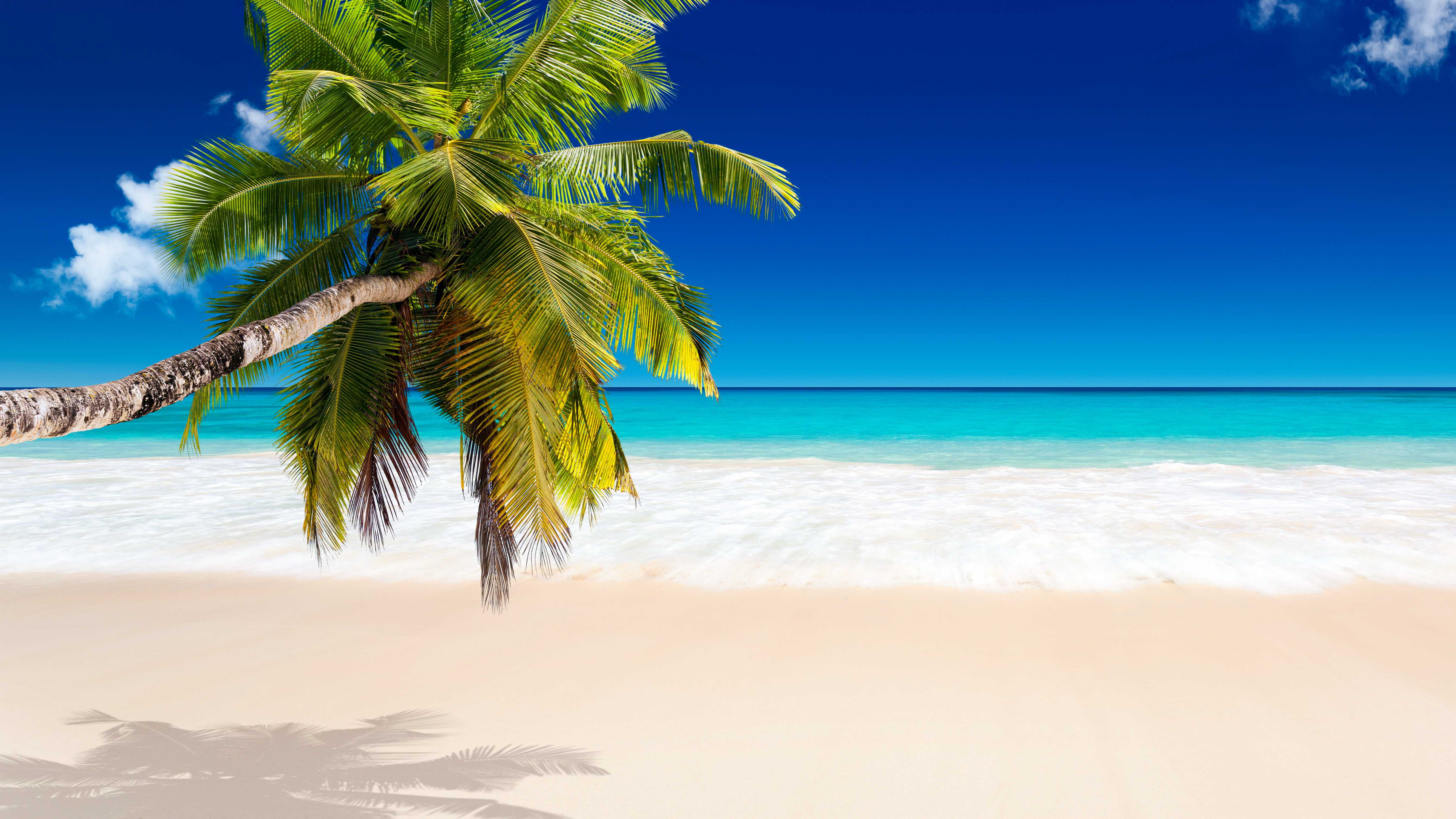 4K Tropical Wallpapers Top Free 4K Tropical Backgrounds WallpaperAccess 4K Tropical Wallpapers Top Free 4K Tropical Backgrounds WallpaperAccess