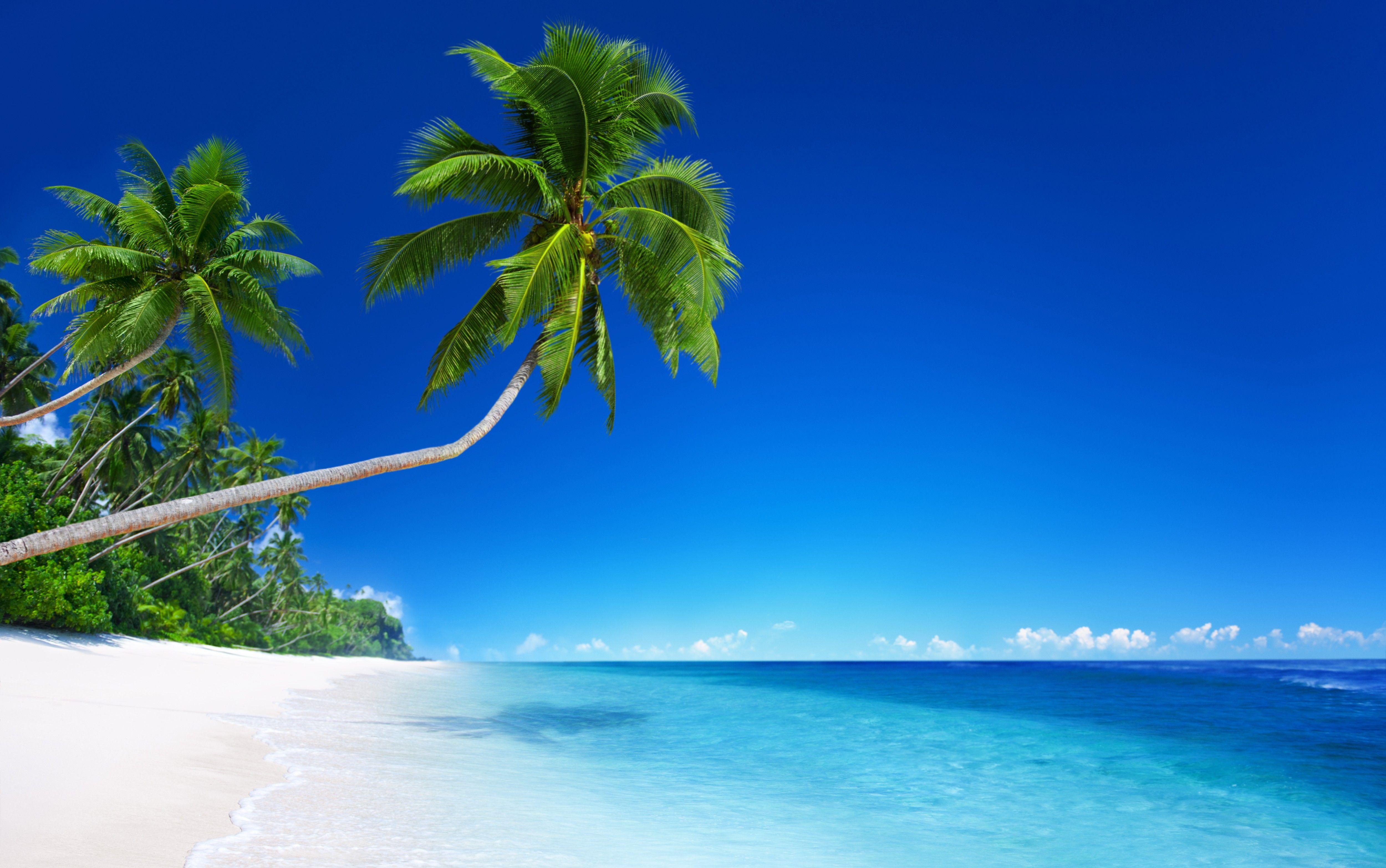 4K Tropical Wallpapers - Top Free 4K Tropical Backgrounds - WallpaperAccess