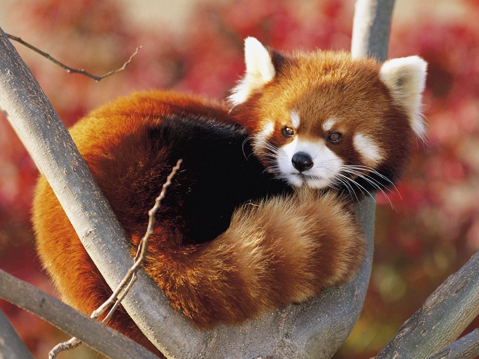 Cute Red Panda Wallpapers - Top Free Cute Red Panda Backgrounds ...