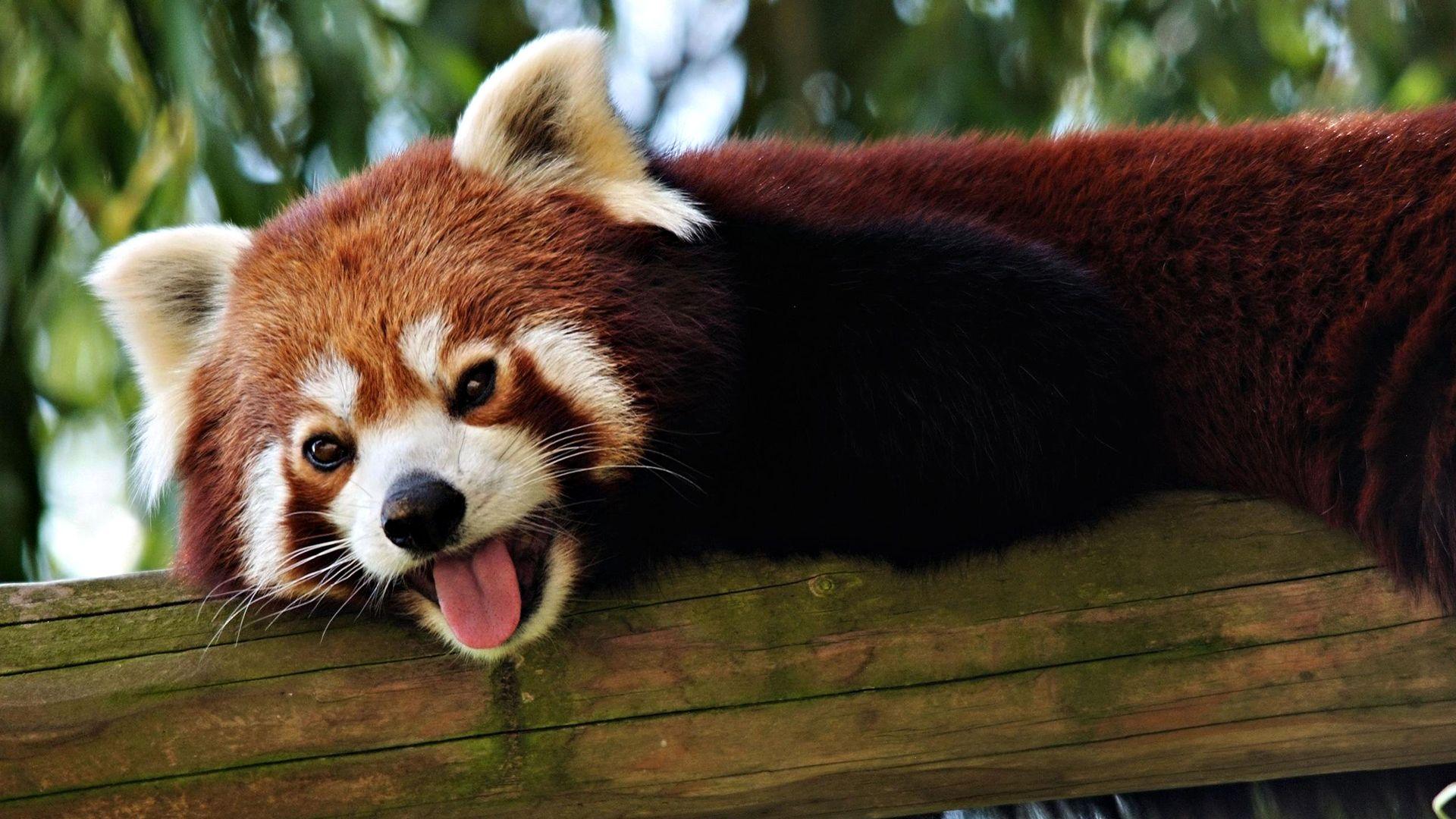 1920x1080 Red Panda Wallpaper 27516 1920x1080px