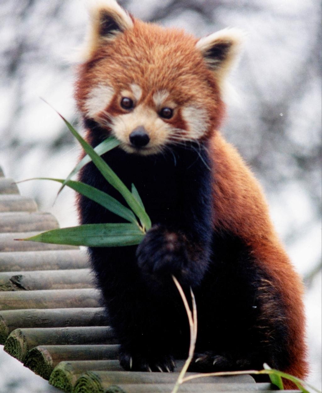 1024x1249 Red Panda Wallpaper HD