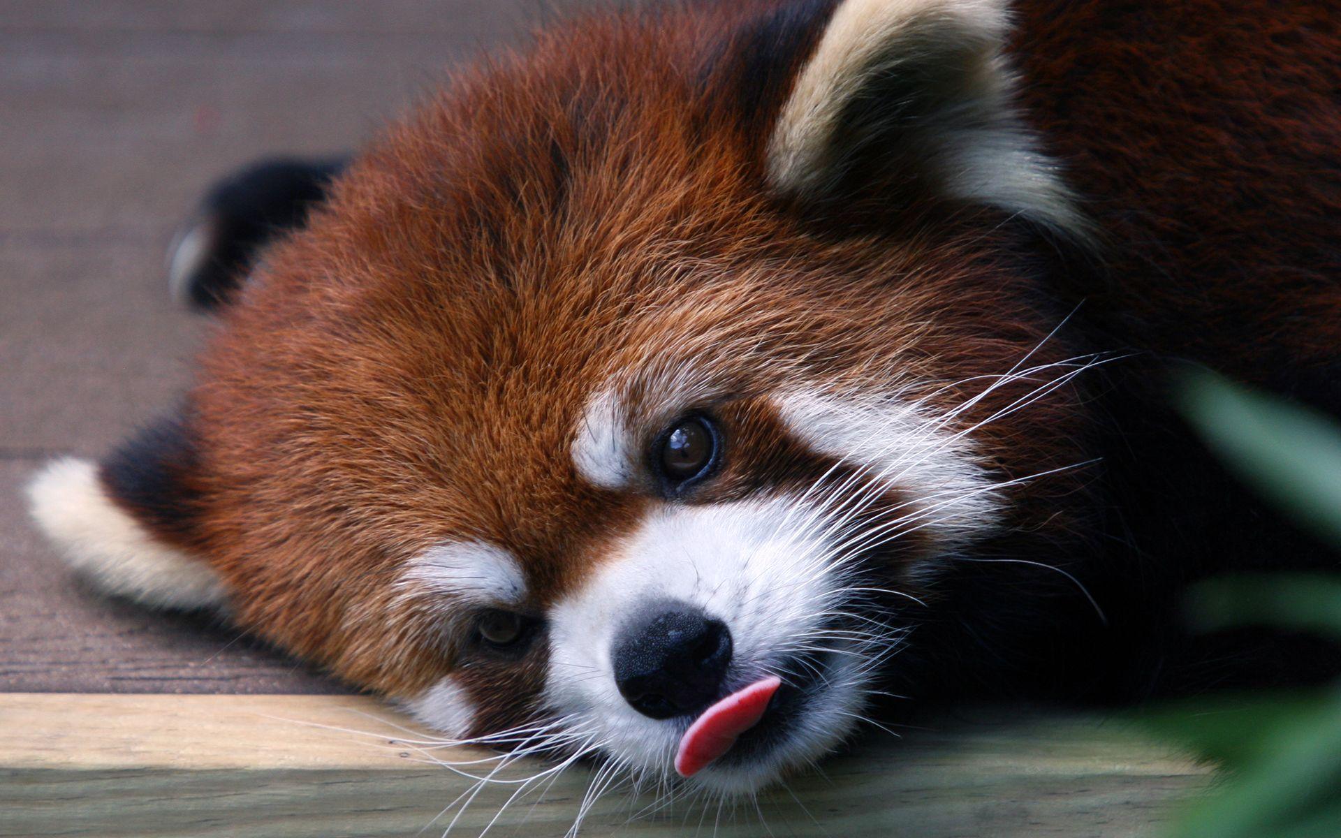 Cool Red Panda Wallpapers - Top Free Cool Red Panda Backgrounds ...