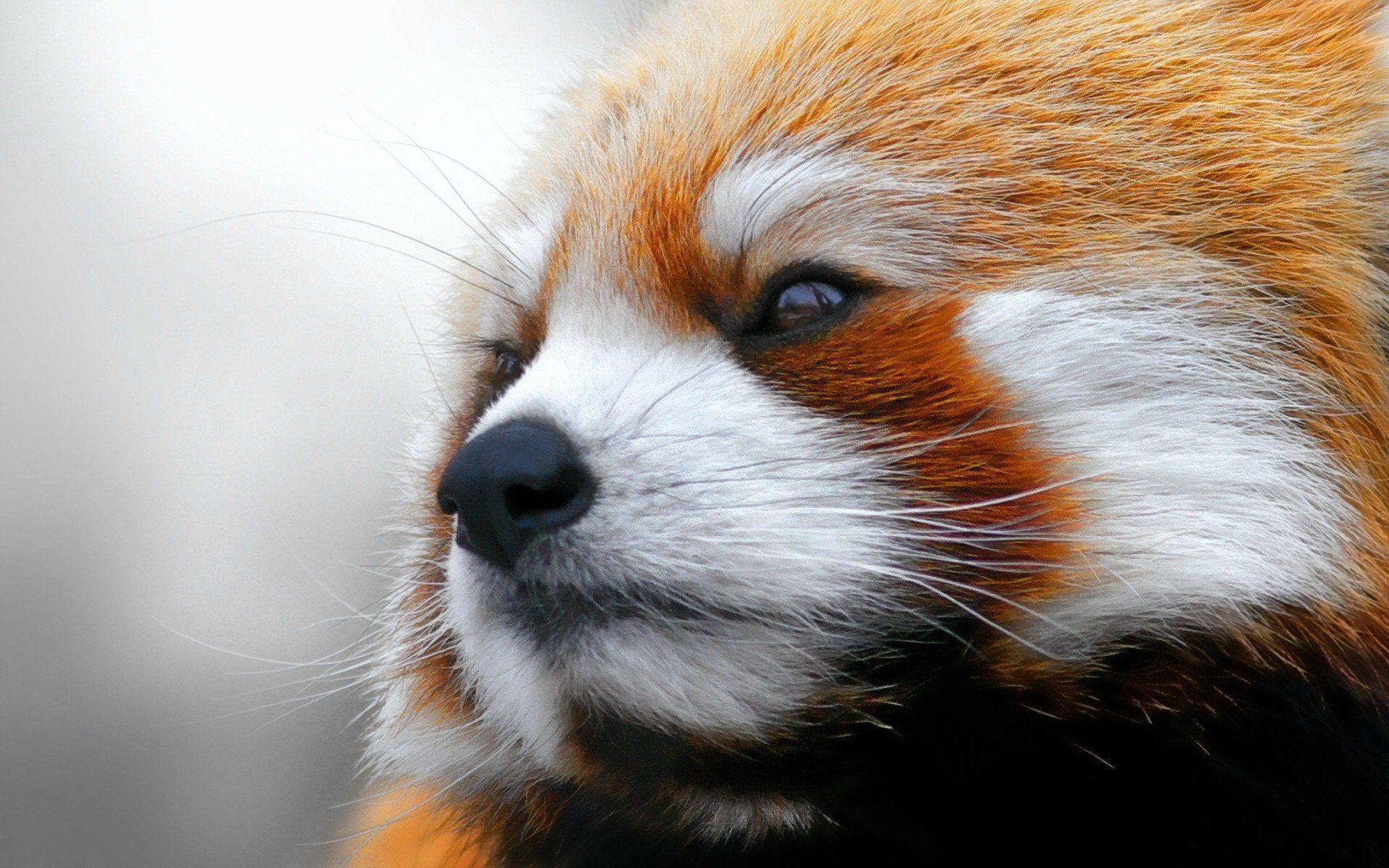 1920x1200 Red Panda
