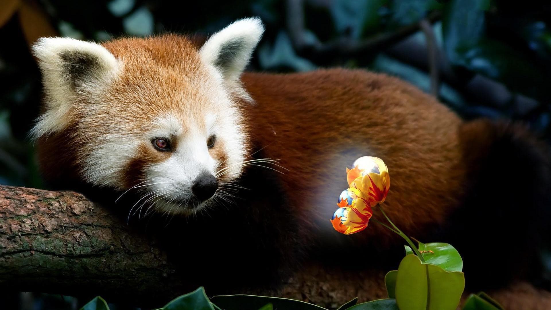 Cool Red Panda Wallpapers - Top Free Cool Red Panda Backgrounds ...