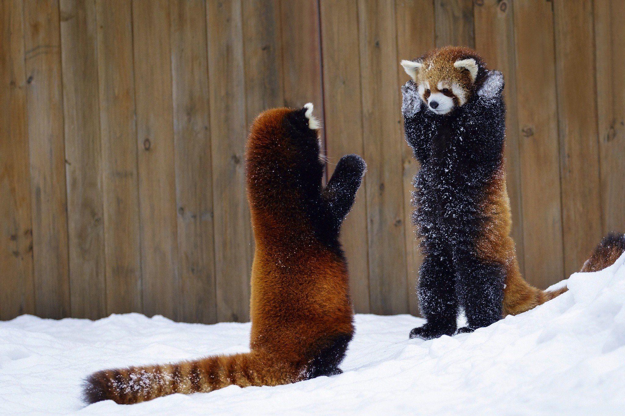 2048x1365 animals, Mammals, Red panda HD Wallpaper / Desktop and Mobile