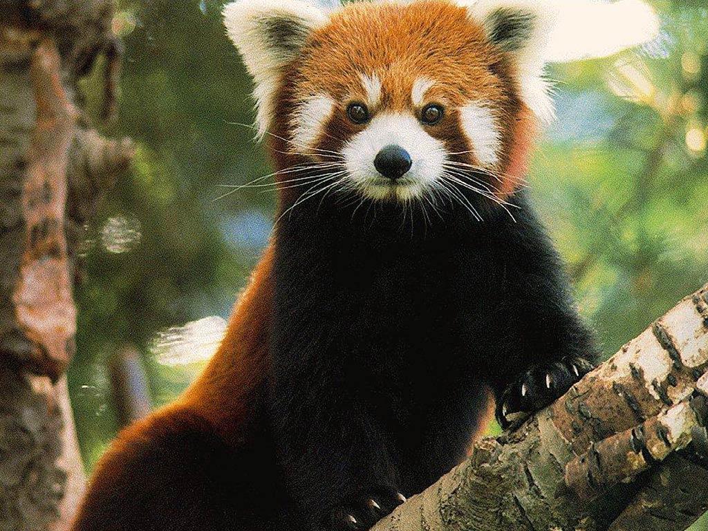 1024x768 Red Panda Wallpaper and Background