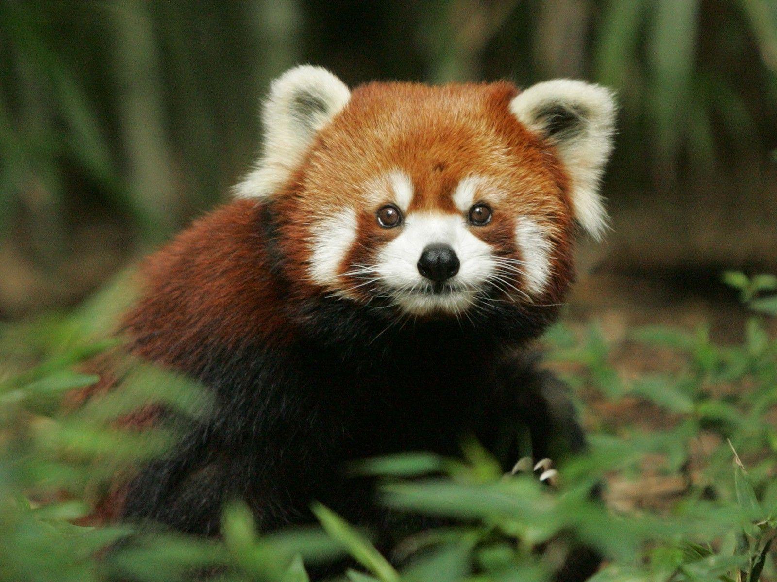 1600x1200 Baby Red Panda Wallpaper