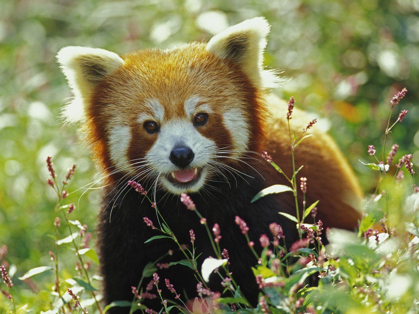1600x1200 Cute Red Panda Wallpaper. Red panda baby