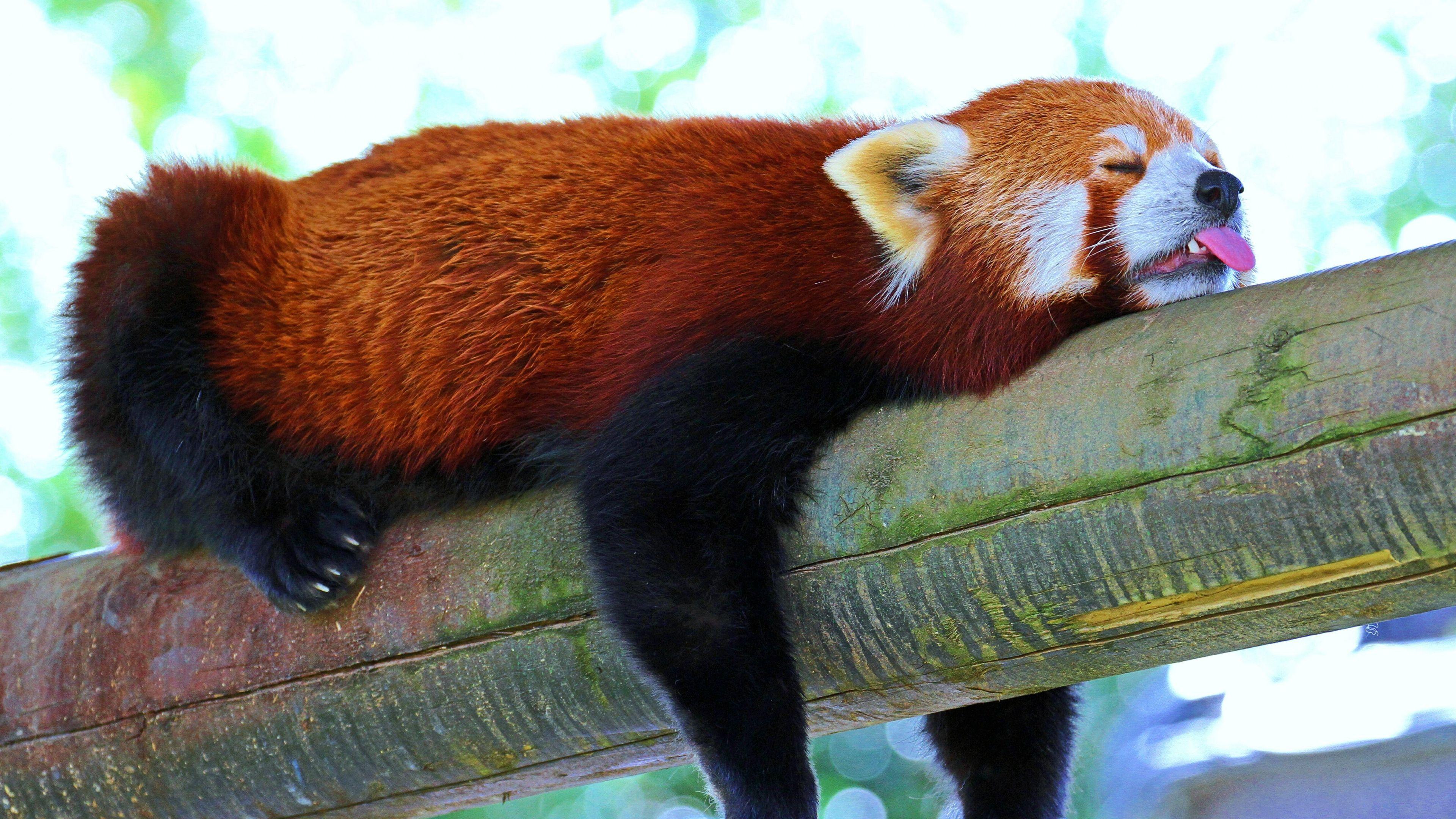 3840x2160 Red Panda HD Wallpaper and Background Image