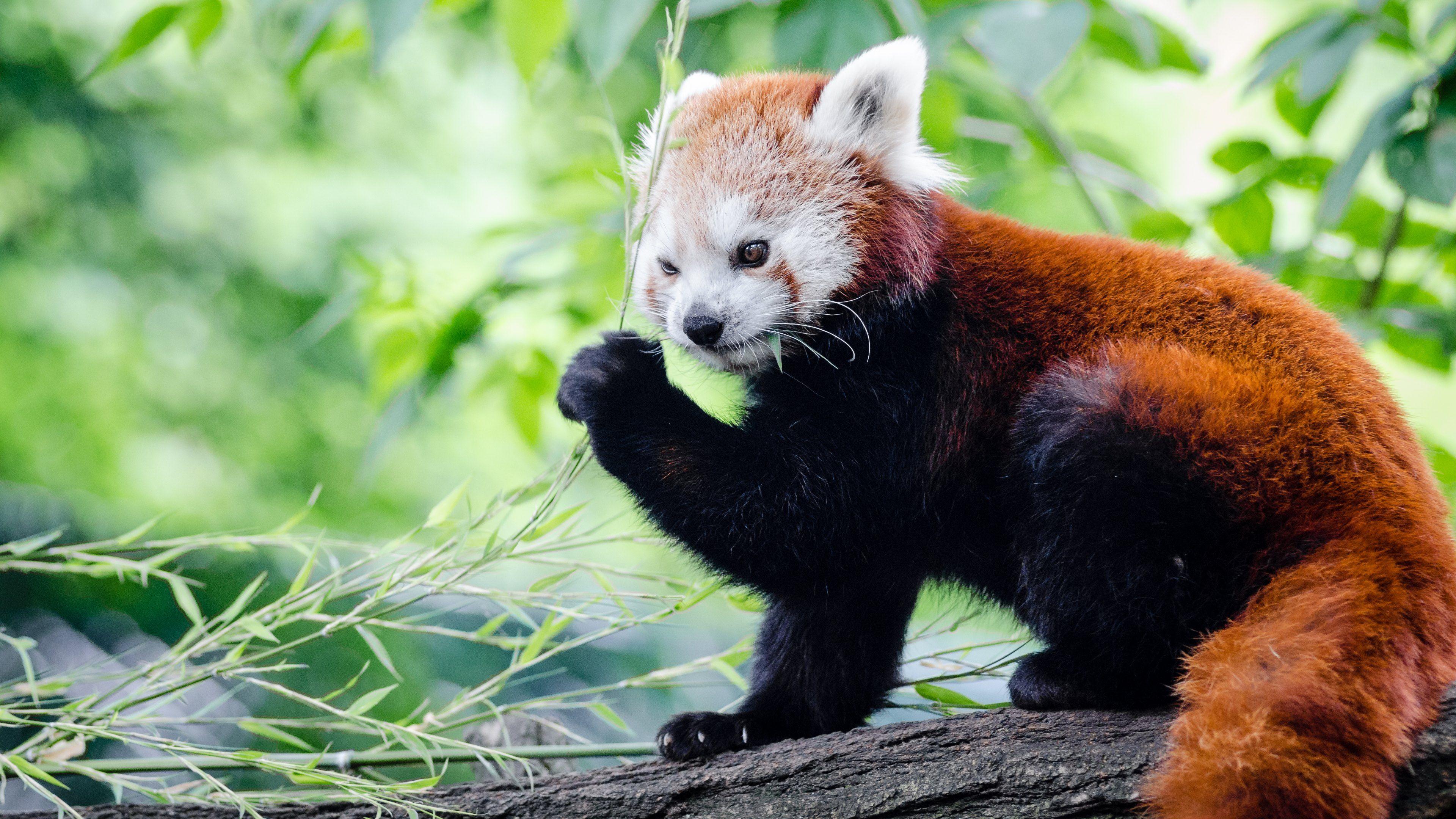 3840x2160 Red Panda Wallpaper HD 50829 3840x2160px