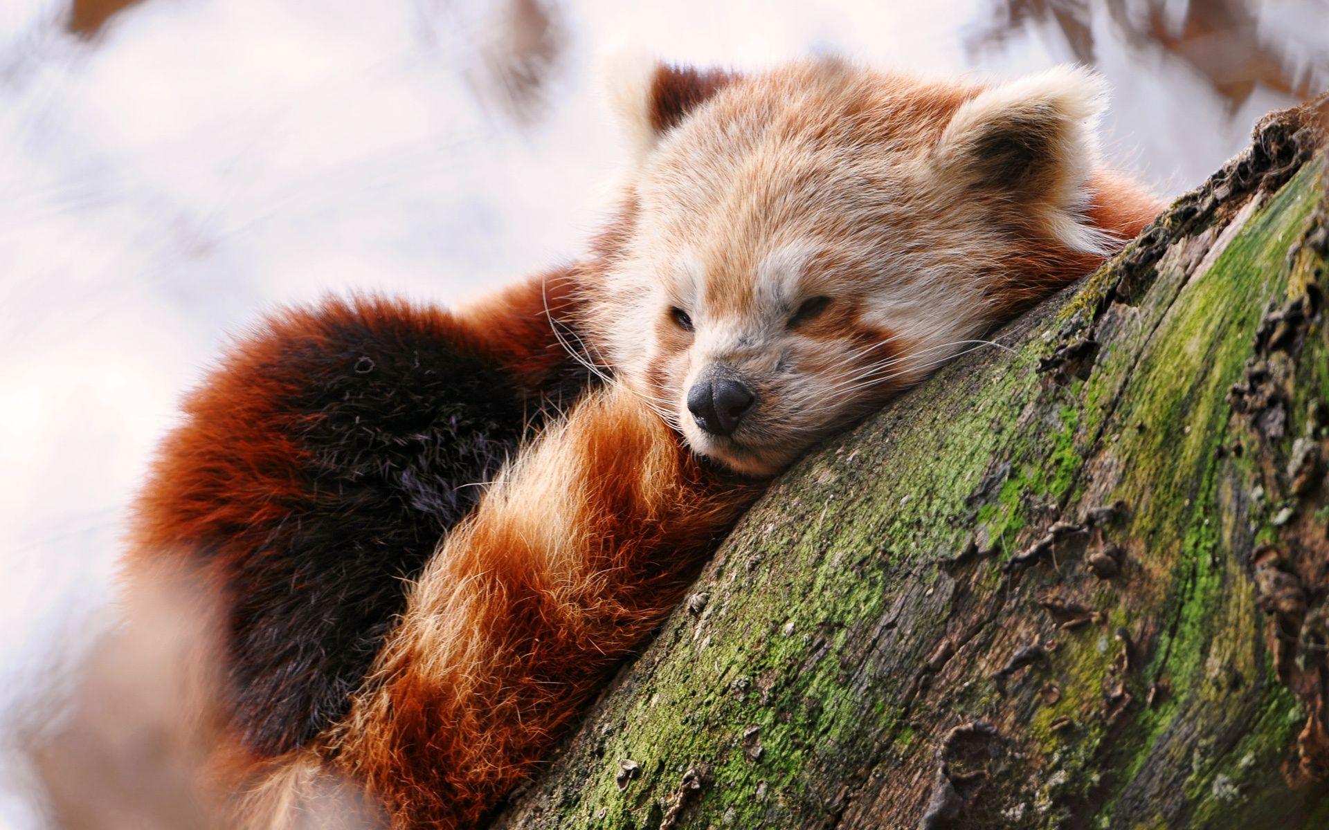 1920x1200 Cute Red Panda Wallpaper