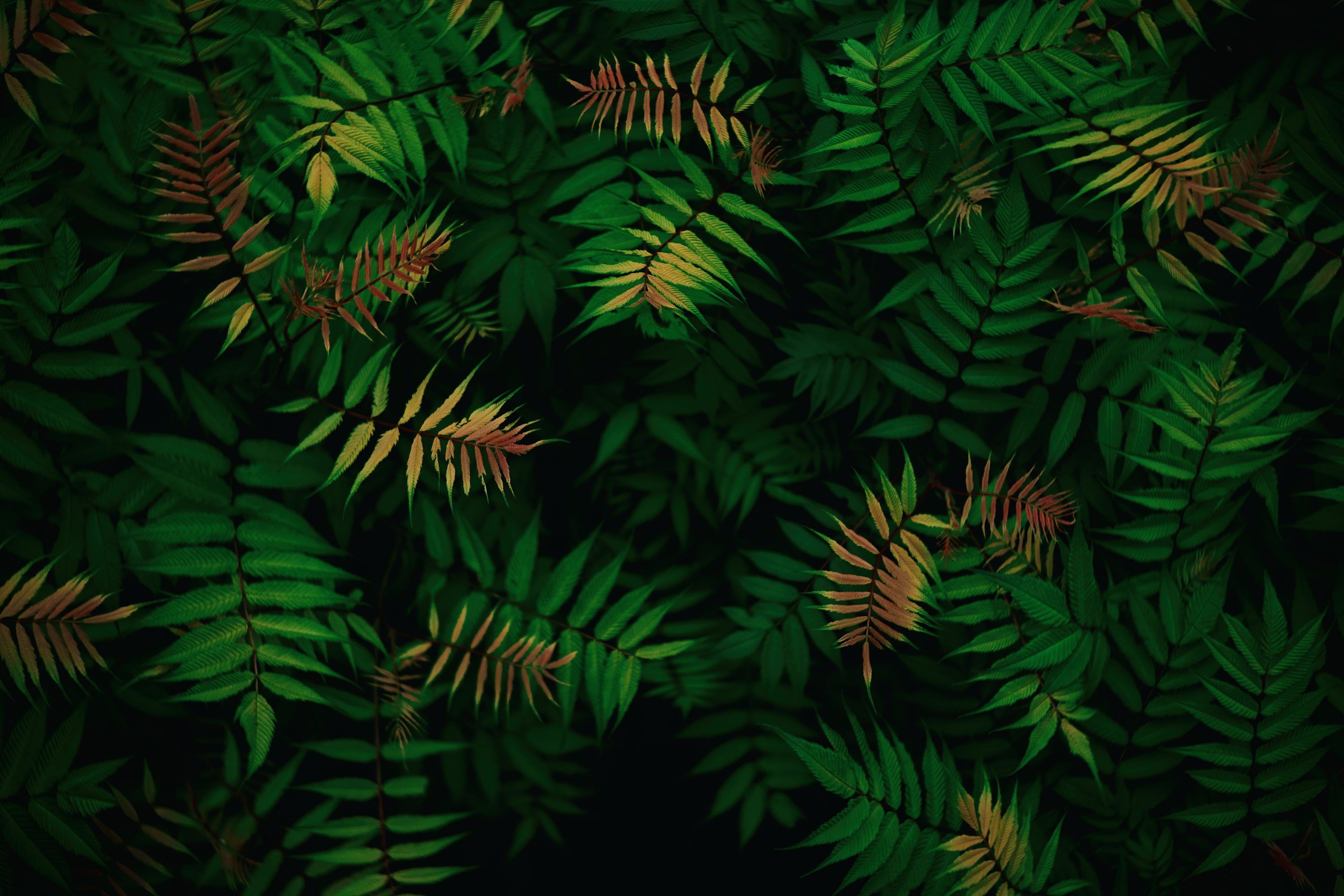 3000x2000 Green leaves and foliage create a dark and lush scene. photo