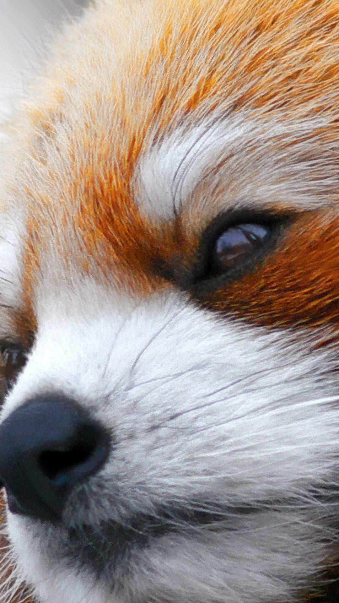 1080x1920 Angry Red Panda Wallpaper iPhone HD